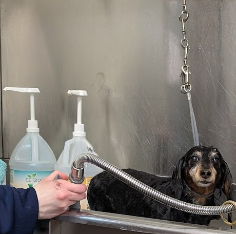 Country Road Kennels Saginaw