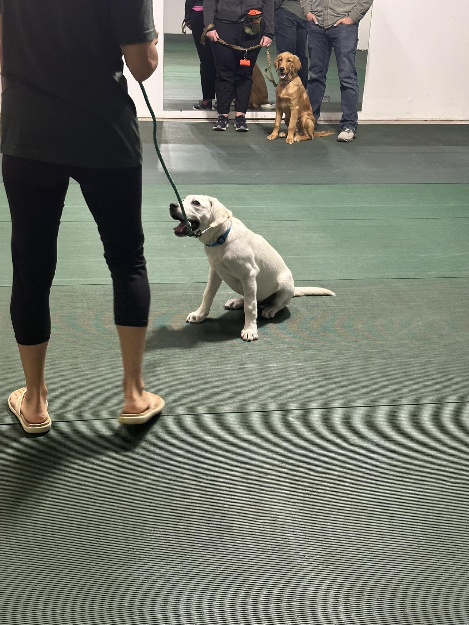 Tri Cities Dog Training Club of Saginaw Bay Saginaw