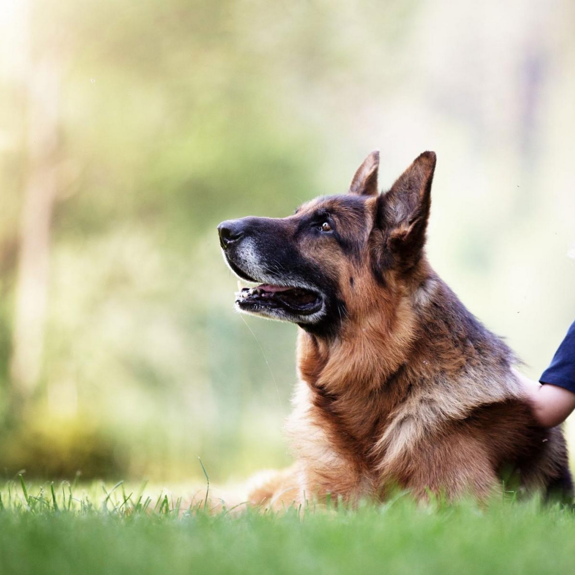 Mid-Michigan K9 Academy Saginaw