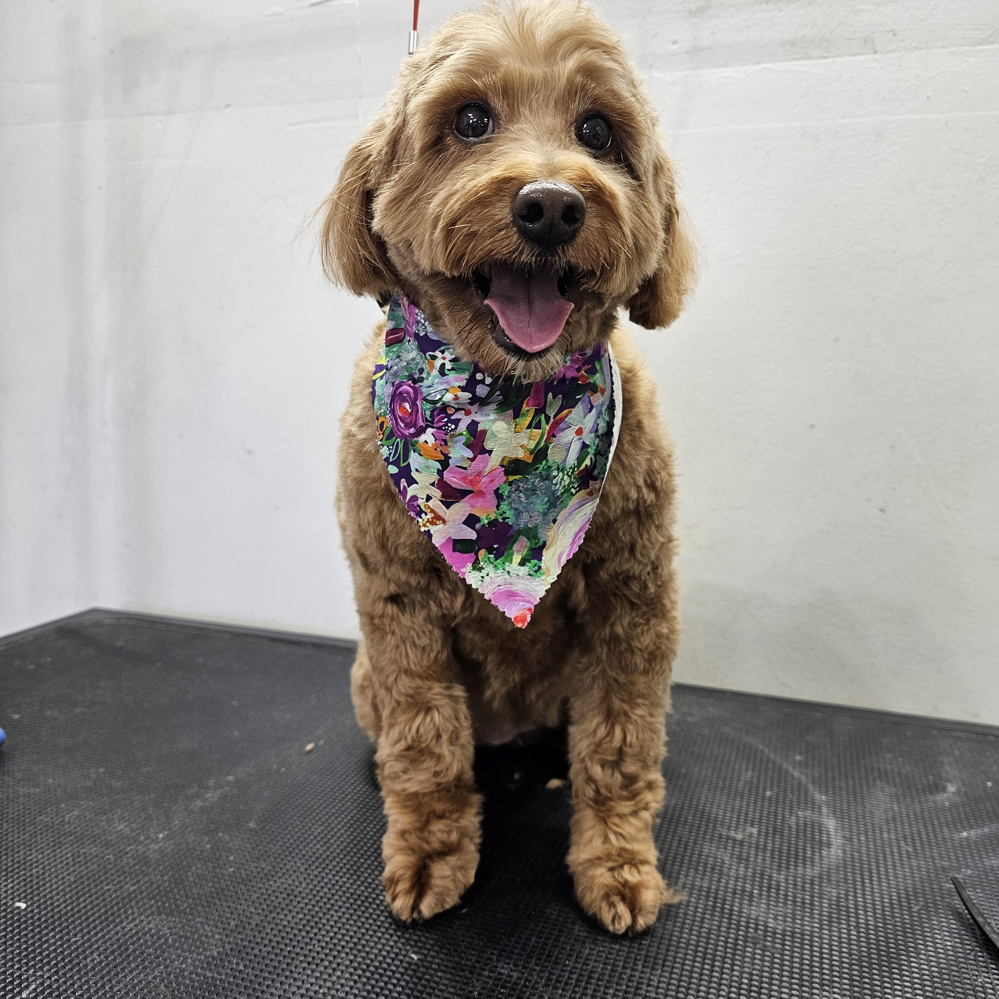 Kiss My Mutts LLC Saginaw