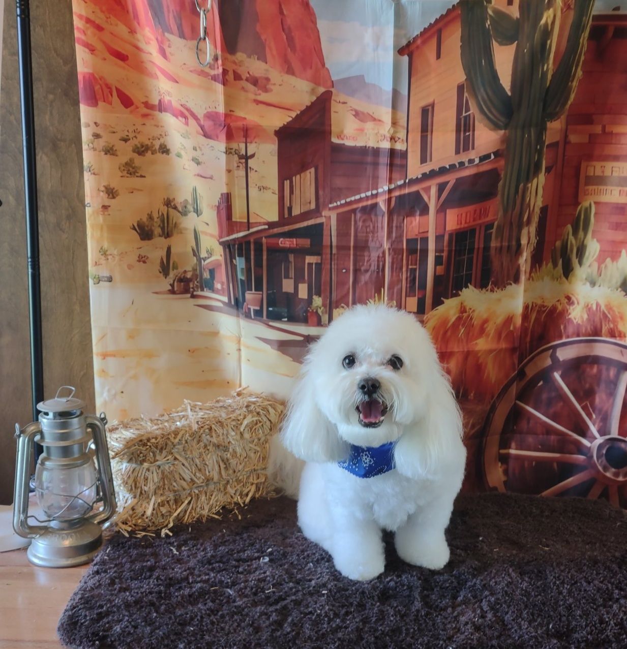 B.E. Kind Dog Grooming Saint Charles