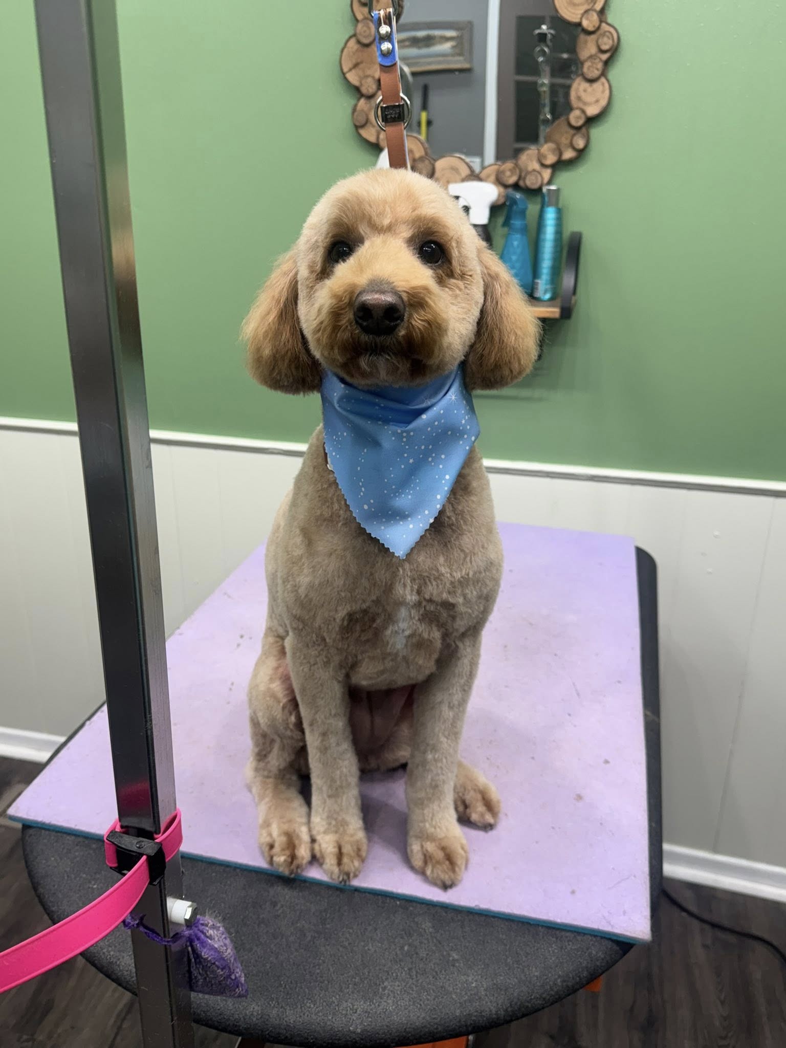 Country Critters Pet Grooming Saint Johns