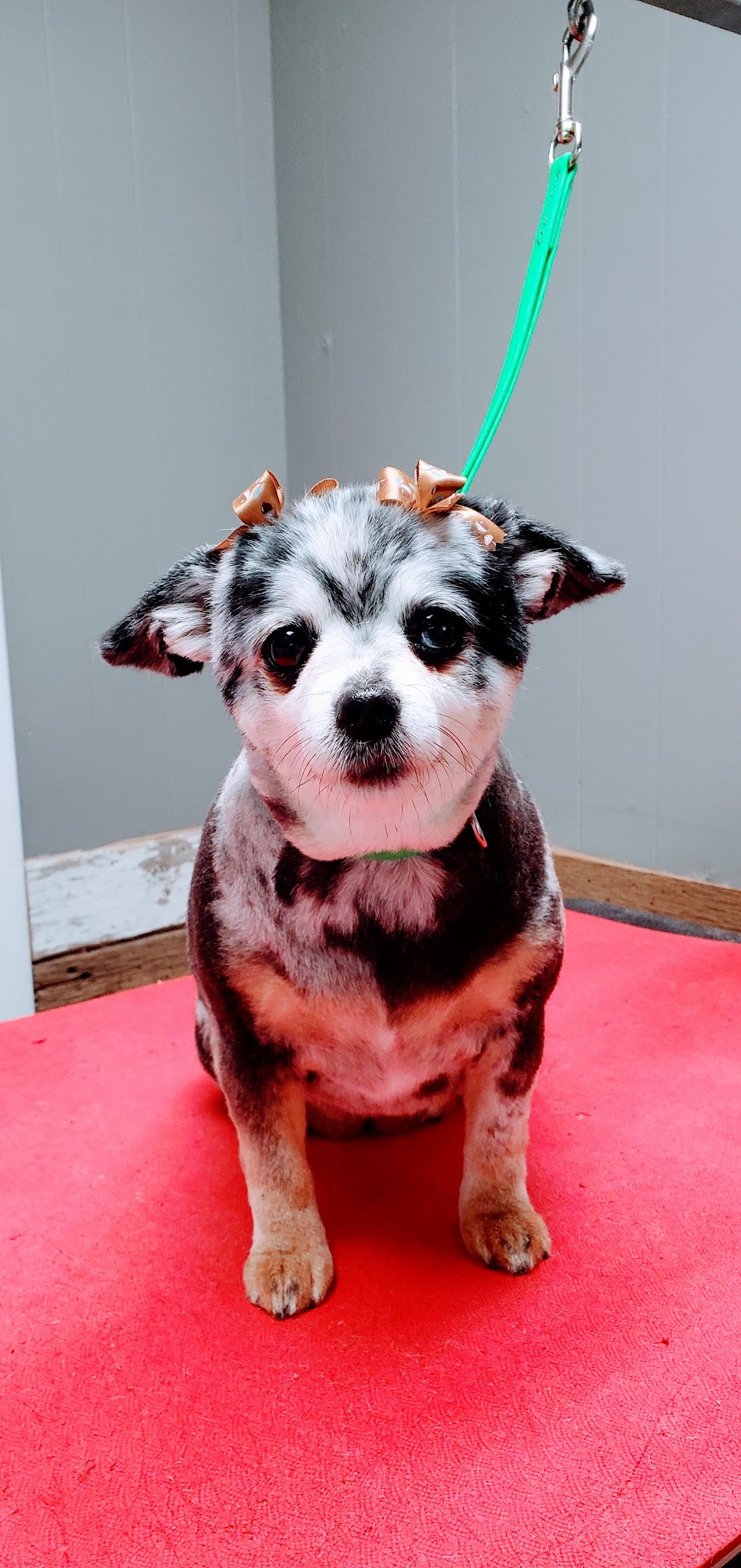 Country Critters Pet Grooming Saint Johns