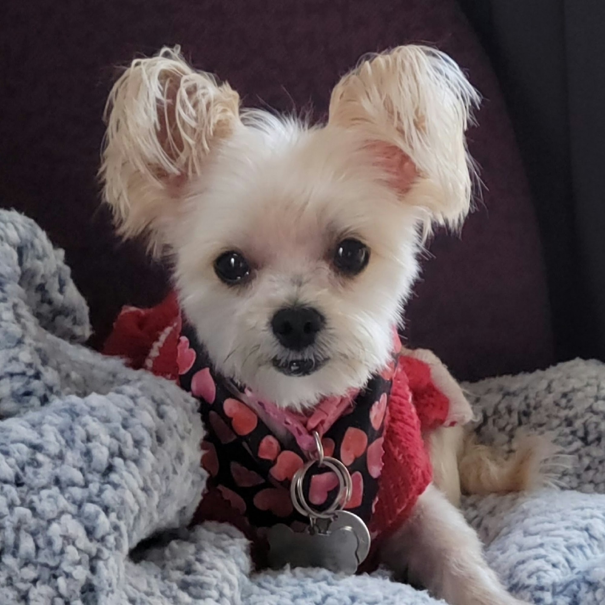 Back Alley Pet Grooming Saint Johns