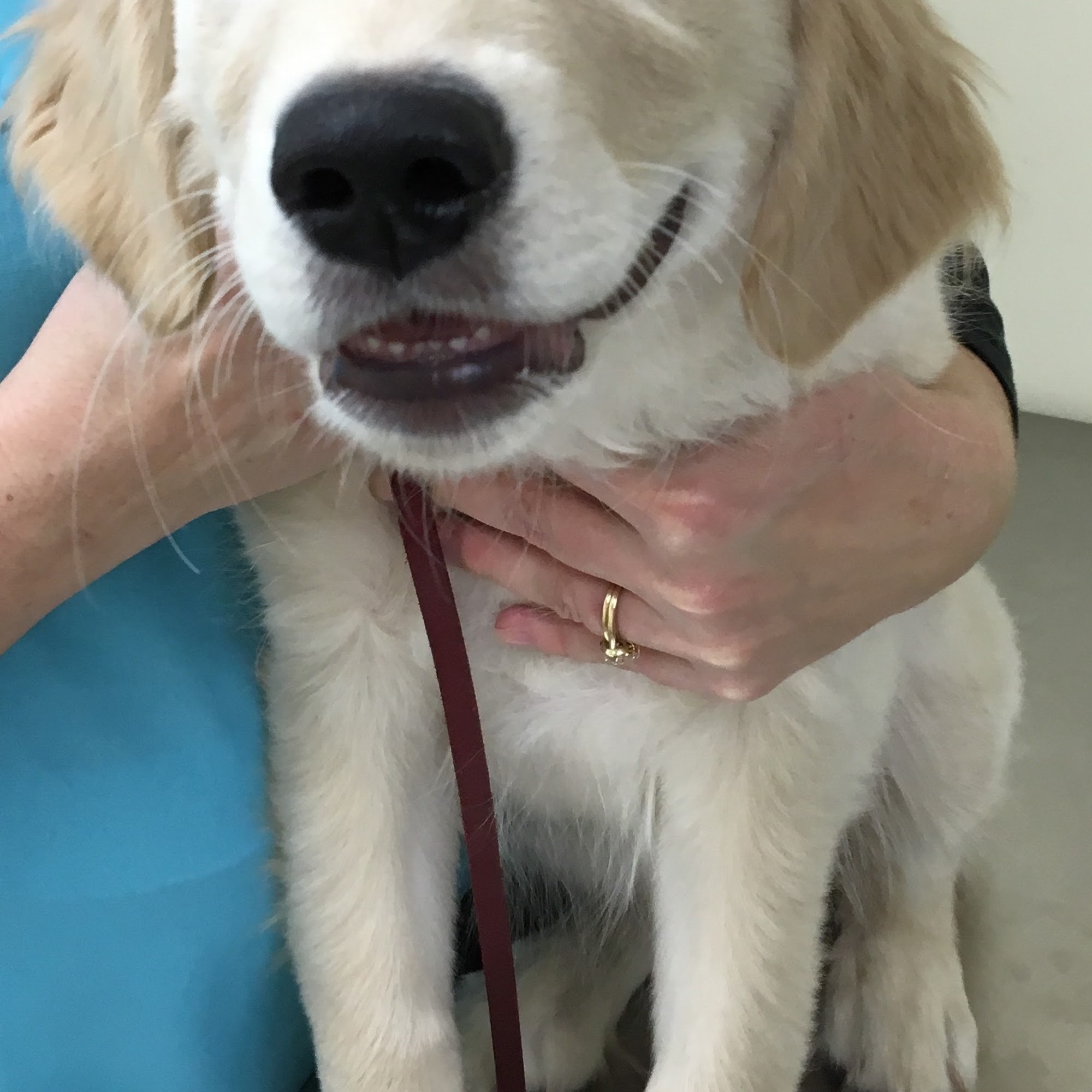 St Joseph Animal Wellness Clinic, PC Saint Joseph