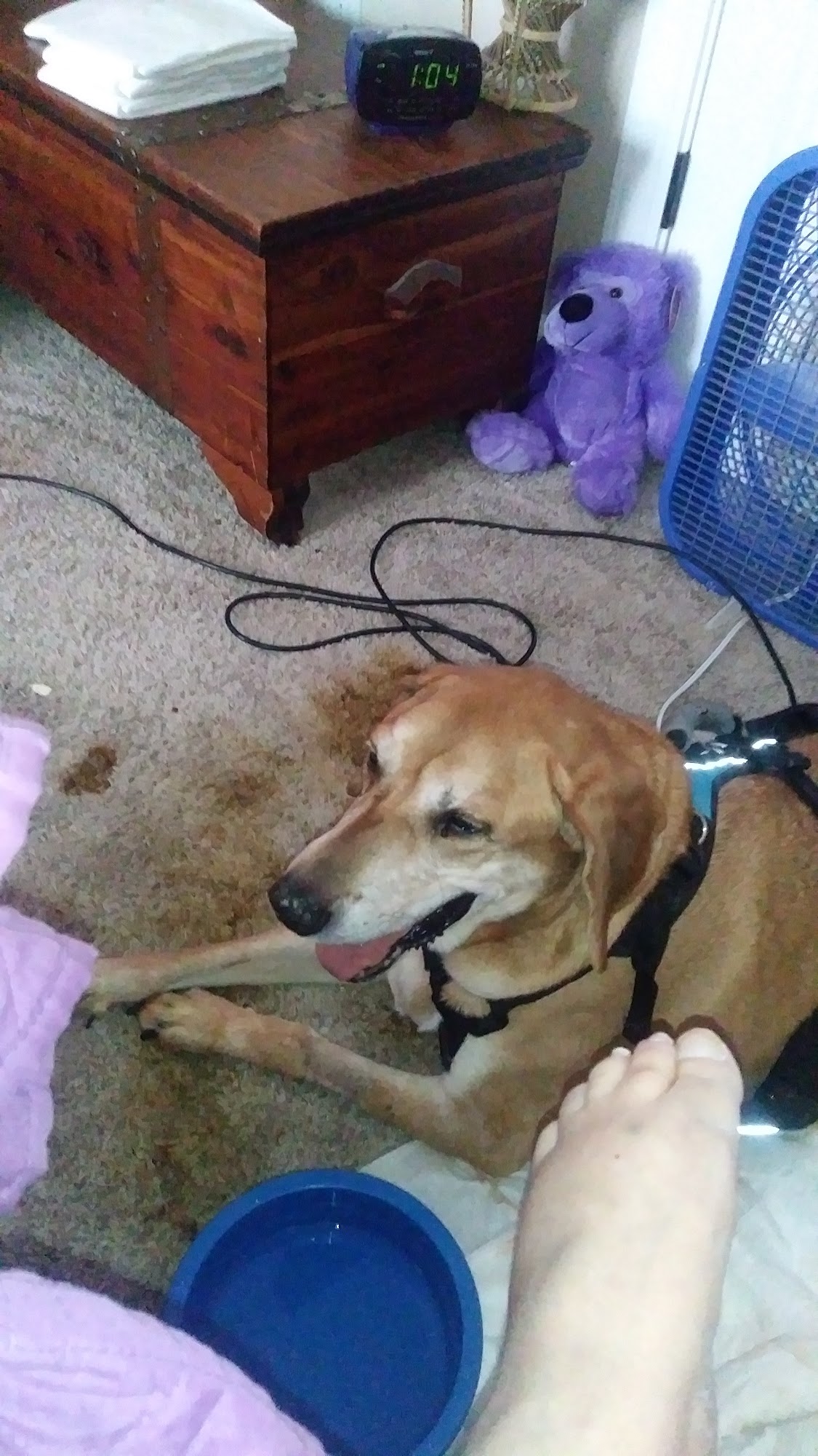 St Joseph Animal Wellness Clinic, PC Saint Joseph