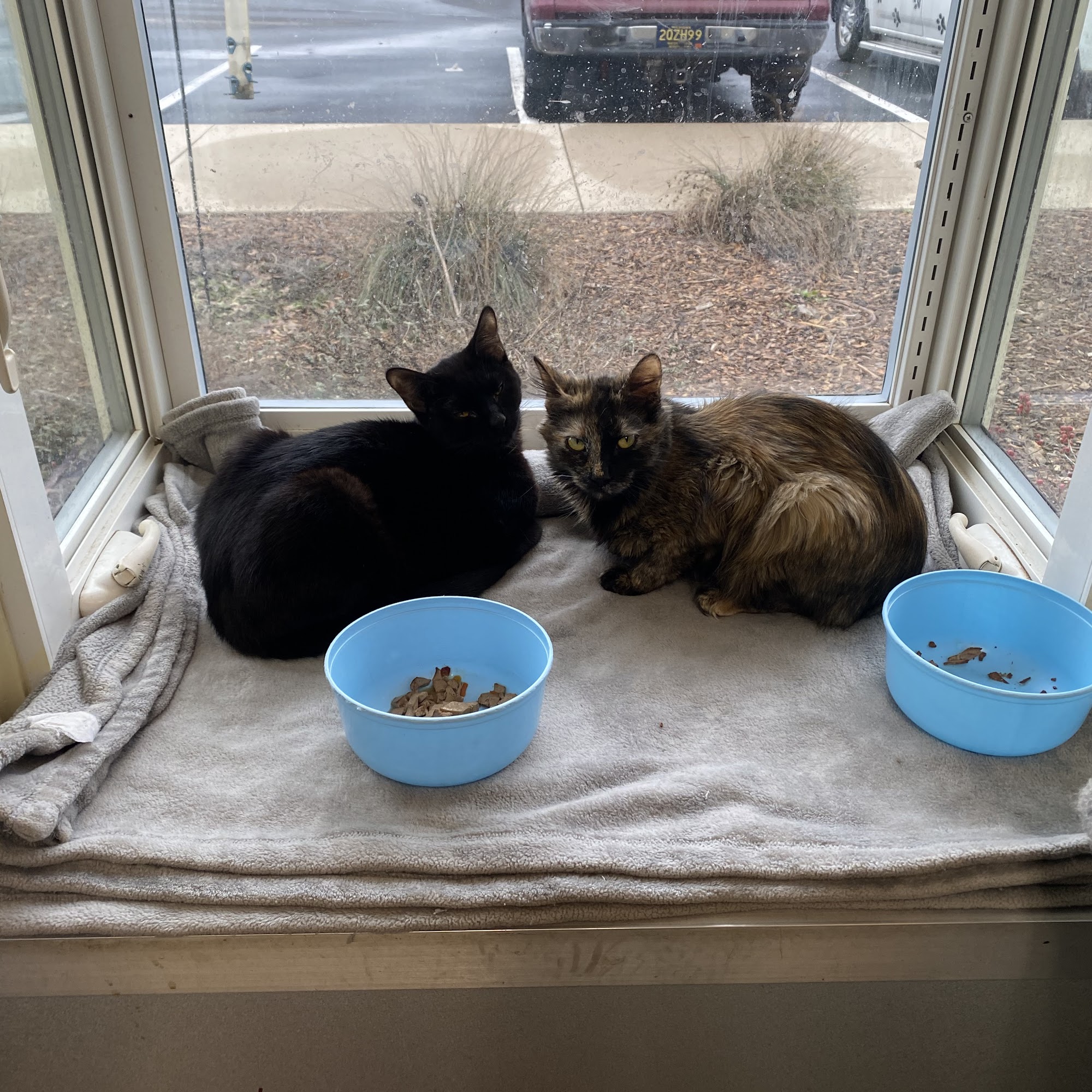 Humane Society of Southwestern Michigan, Home of the Yeager Family Pet Shelter Saint Joseph