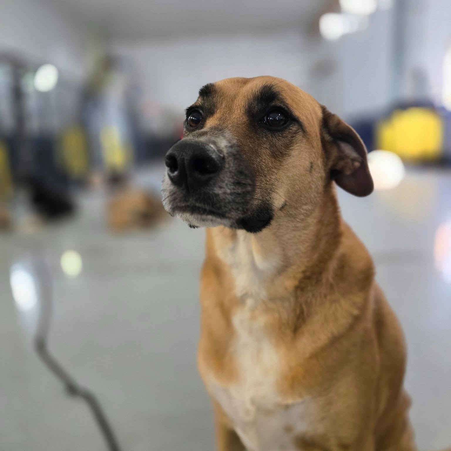 Mutterly Love Saint Joseph