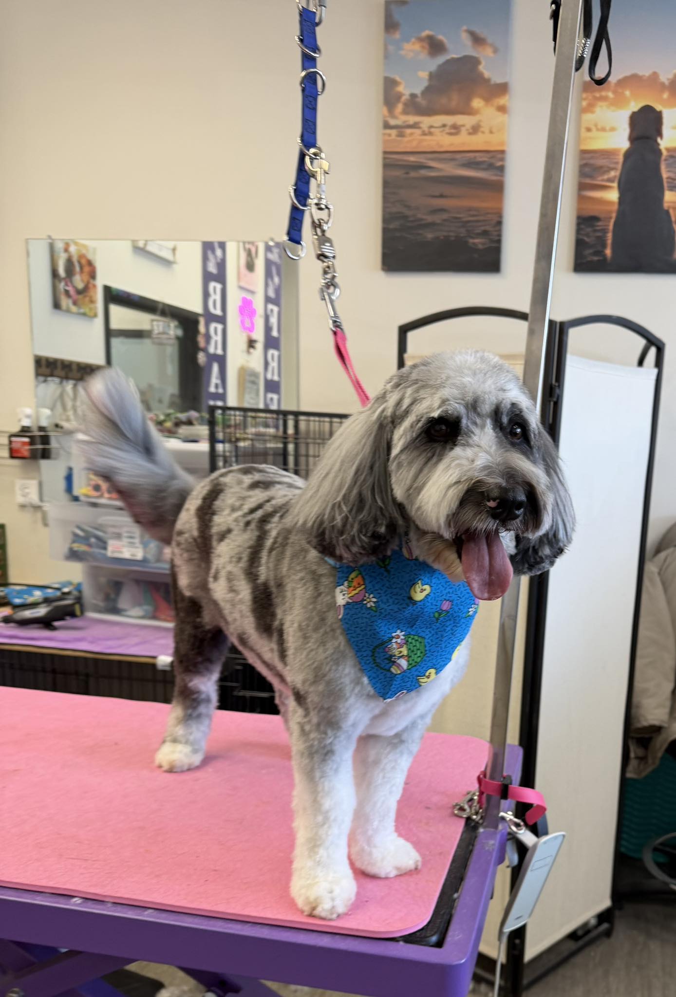 Cali's Pet Grooming Saline Saline