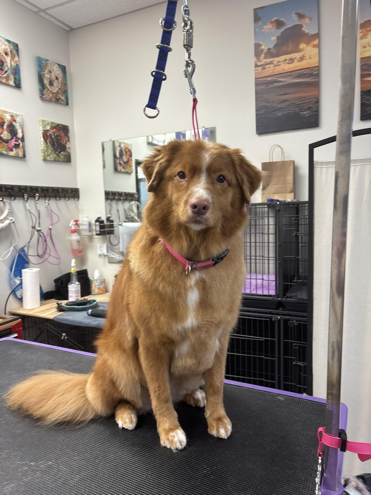 Cali's Pet Grooming Saline Saline