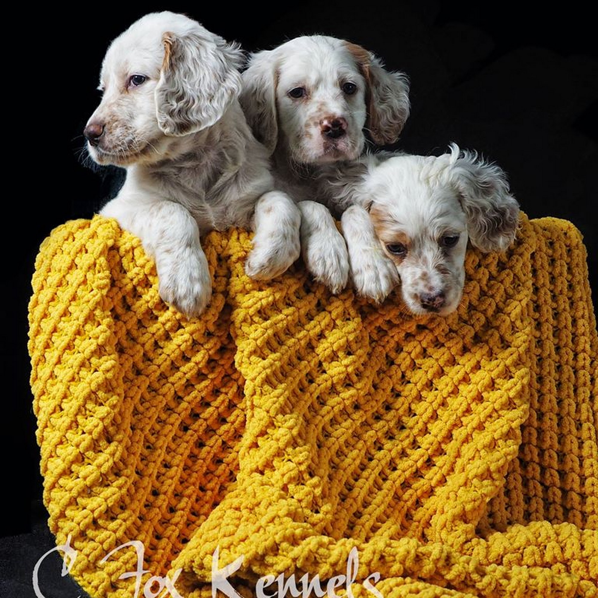 C Fox Kennels Sand Lake