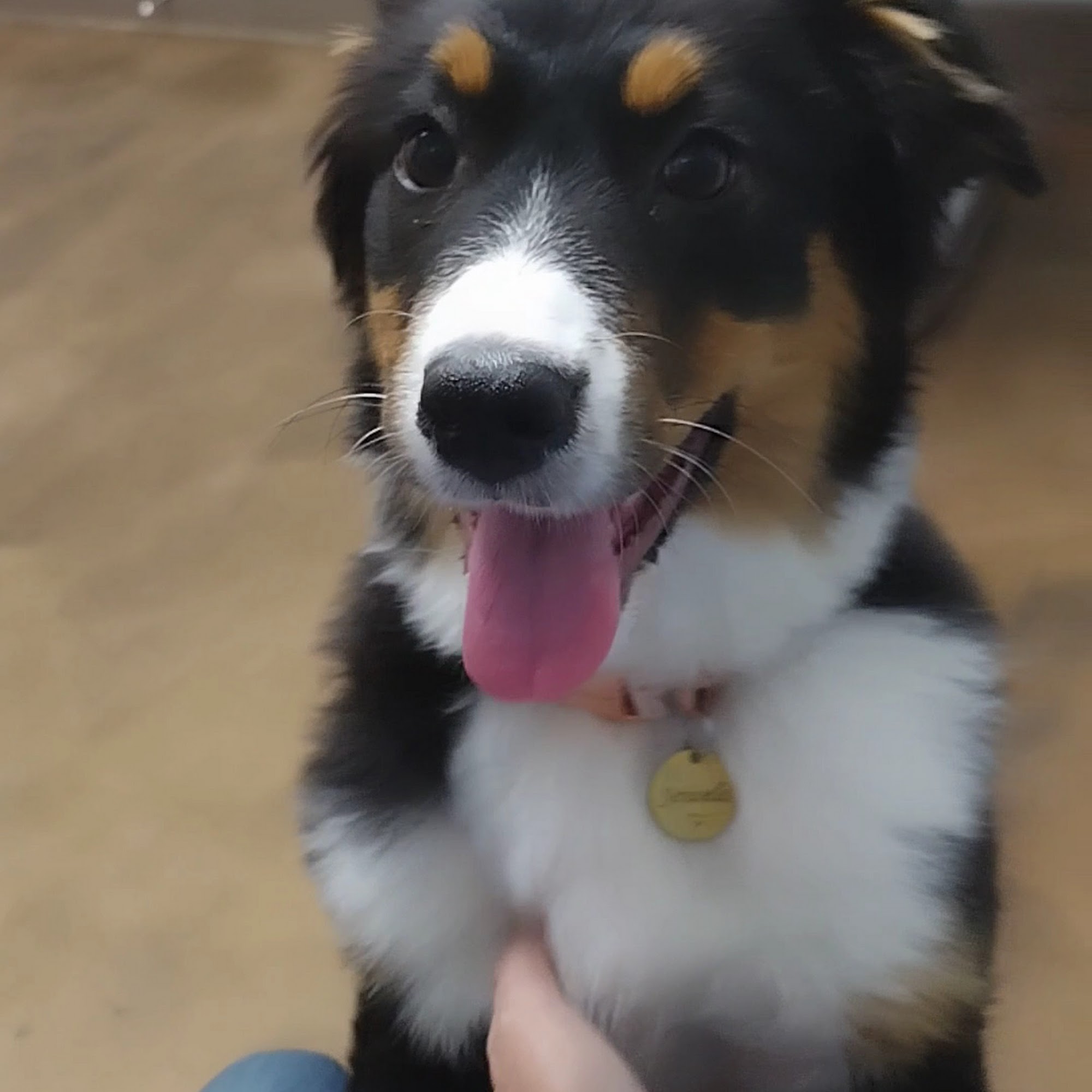 Thumb Veterinary Services Sandusky