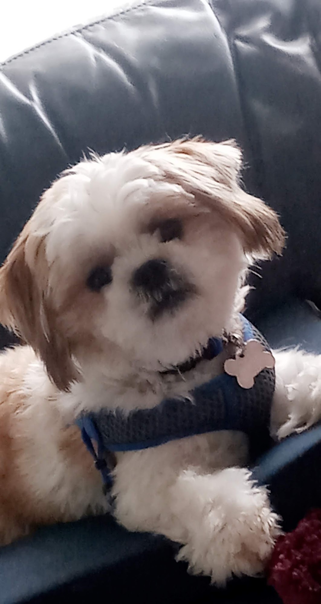 A Town & Country Animal Clinic Sandusky