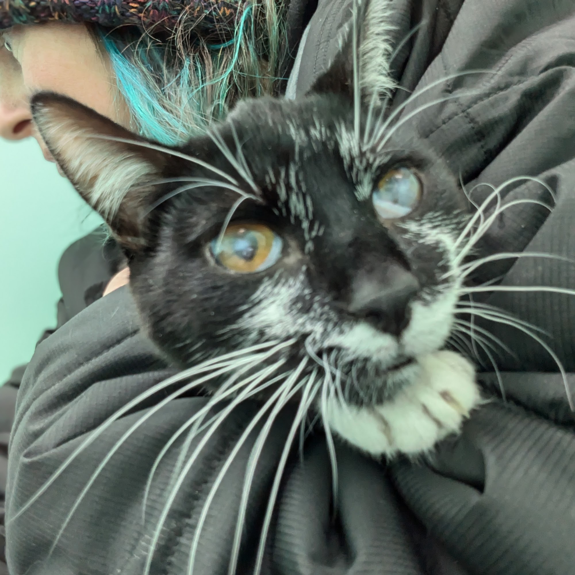 Laketown Cat Hospital Saugatuck