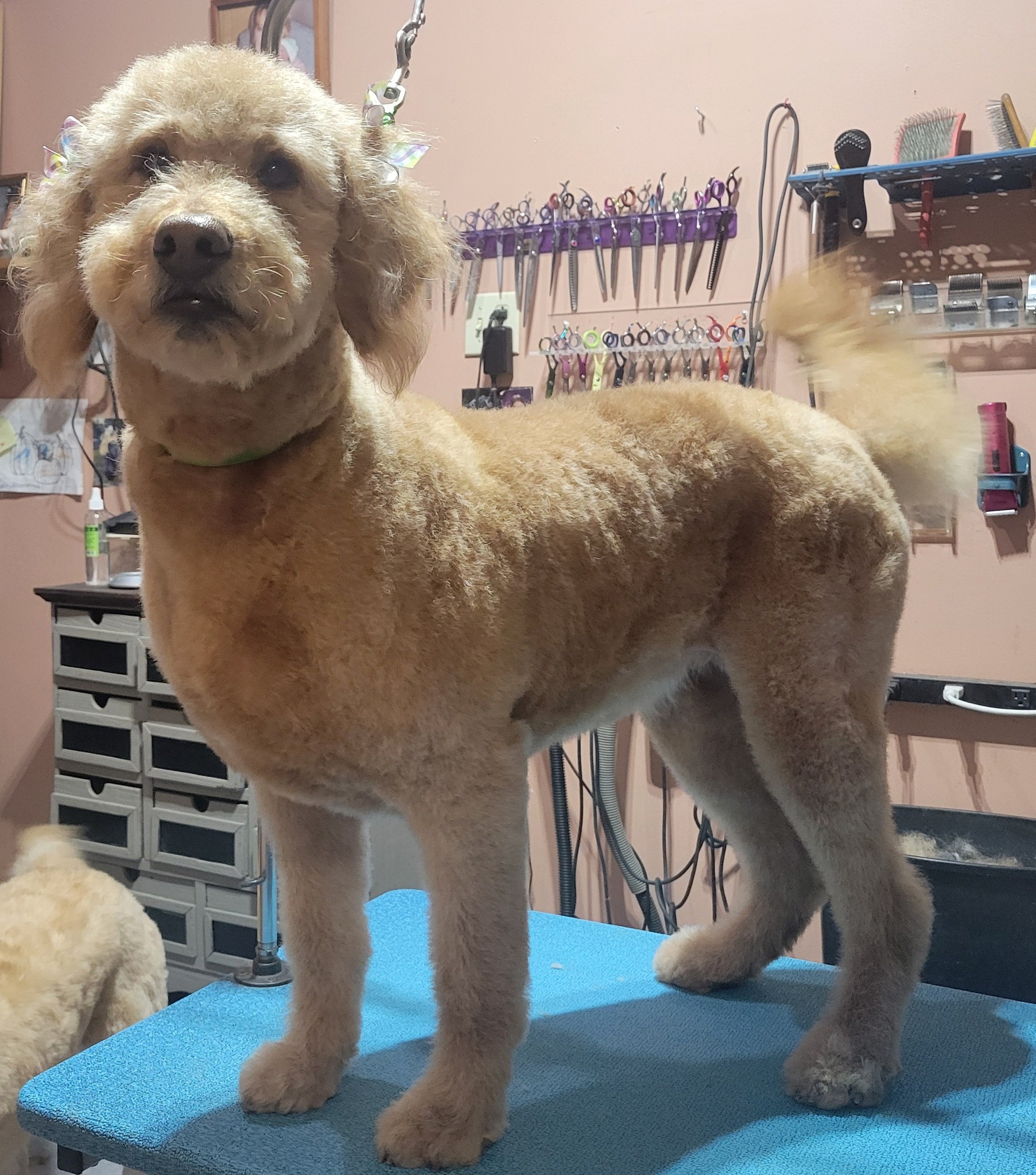 Town & Country Pet Salon Sault Ste. Marie