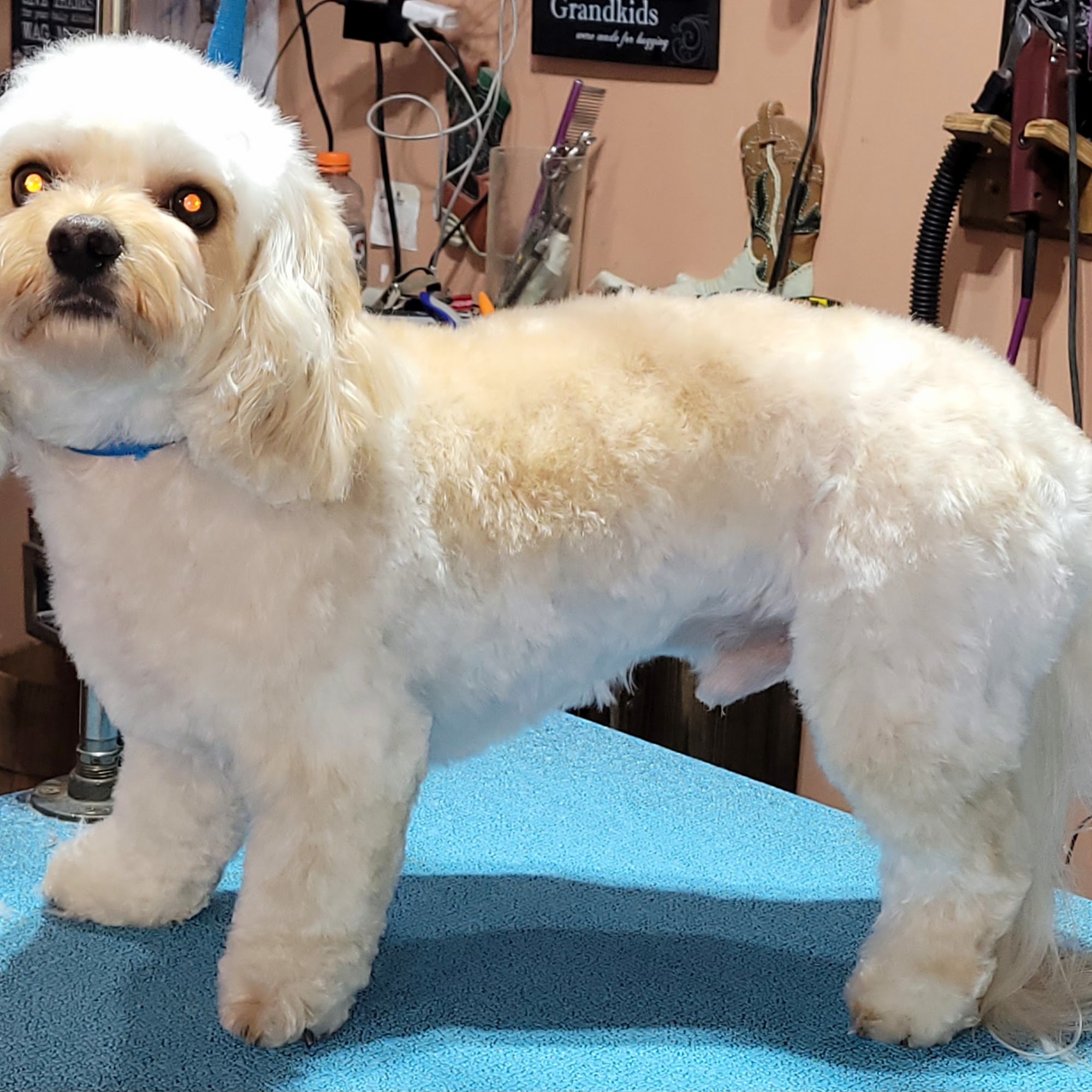 Town & Country Pet Salon Sault Ste. Marie