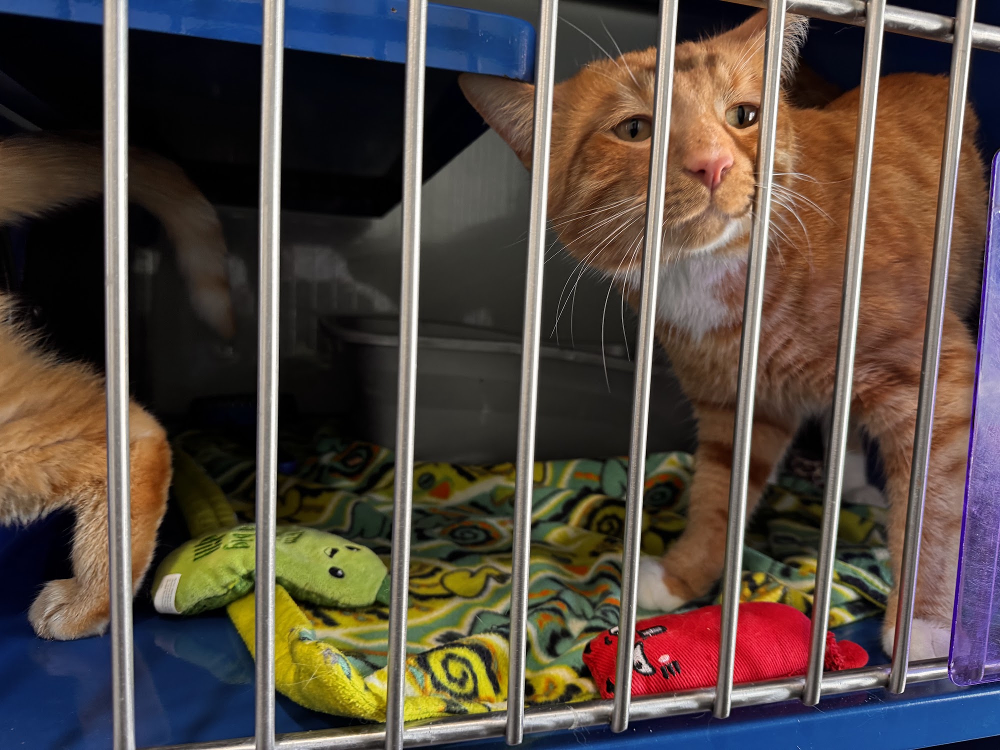 Chippewa County Animal Control and dog park Sault Ste. Marie