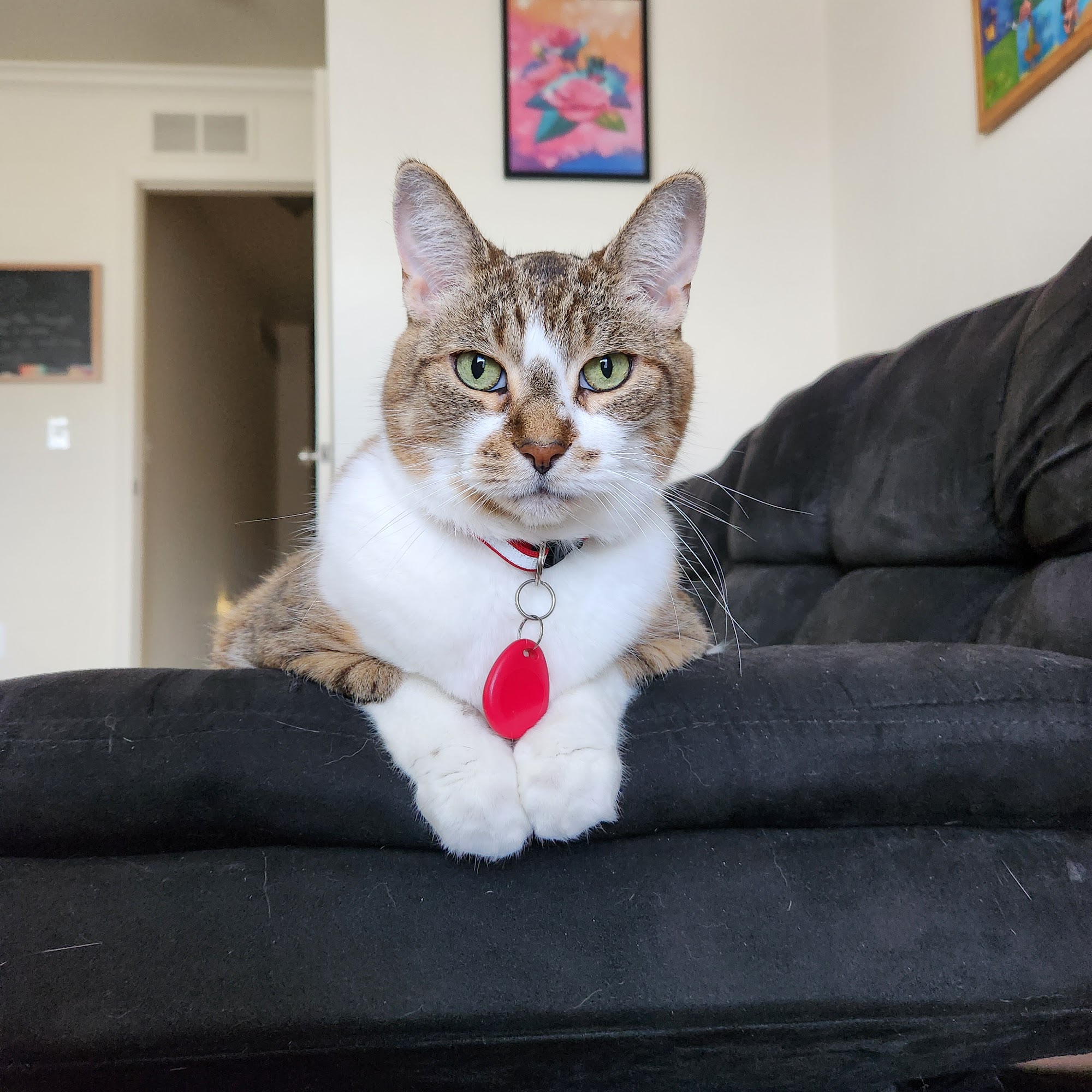 Shelby Veterinary Hospital Shelby