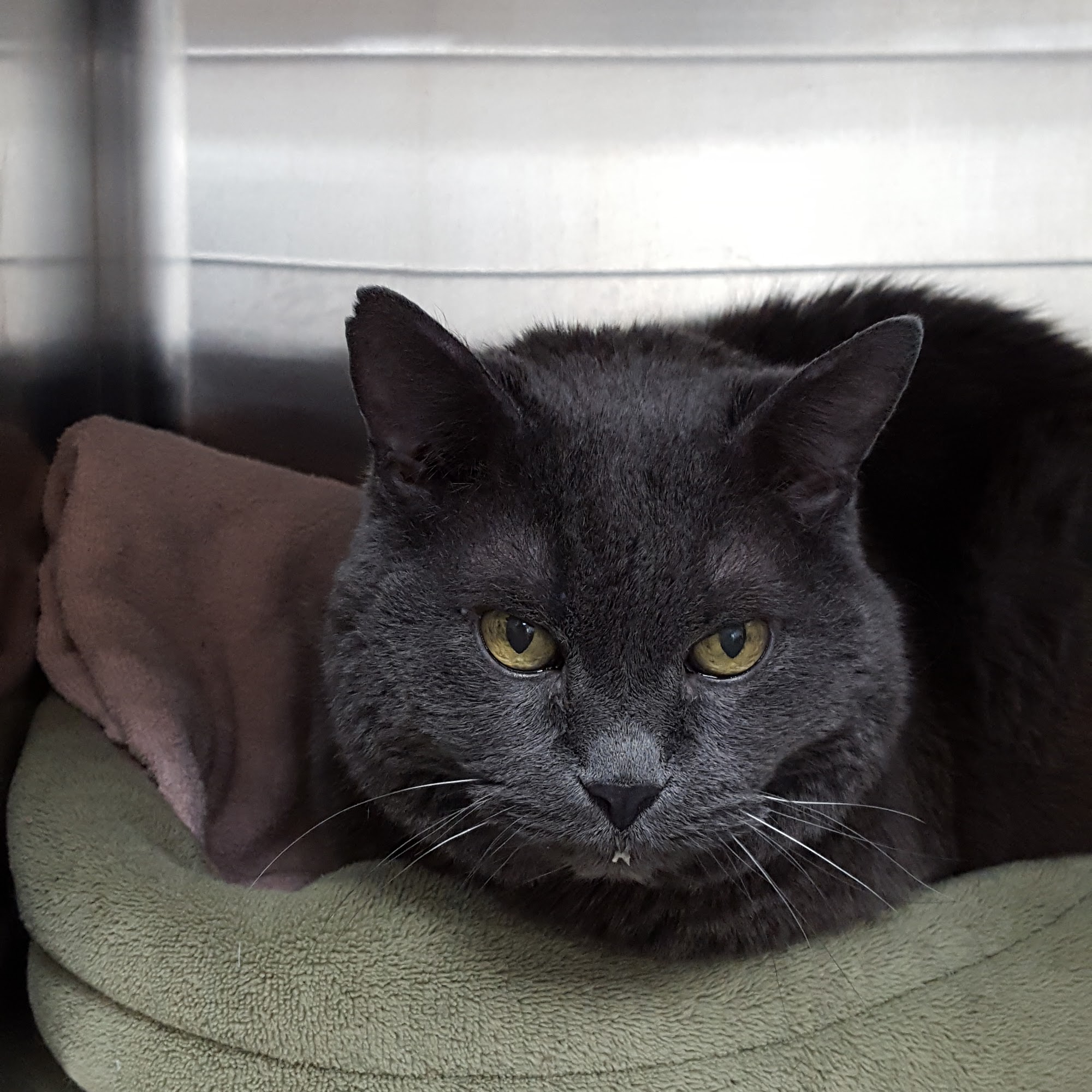 Companion Animal Care Clinic Shelby