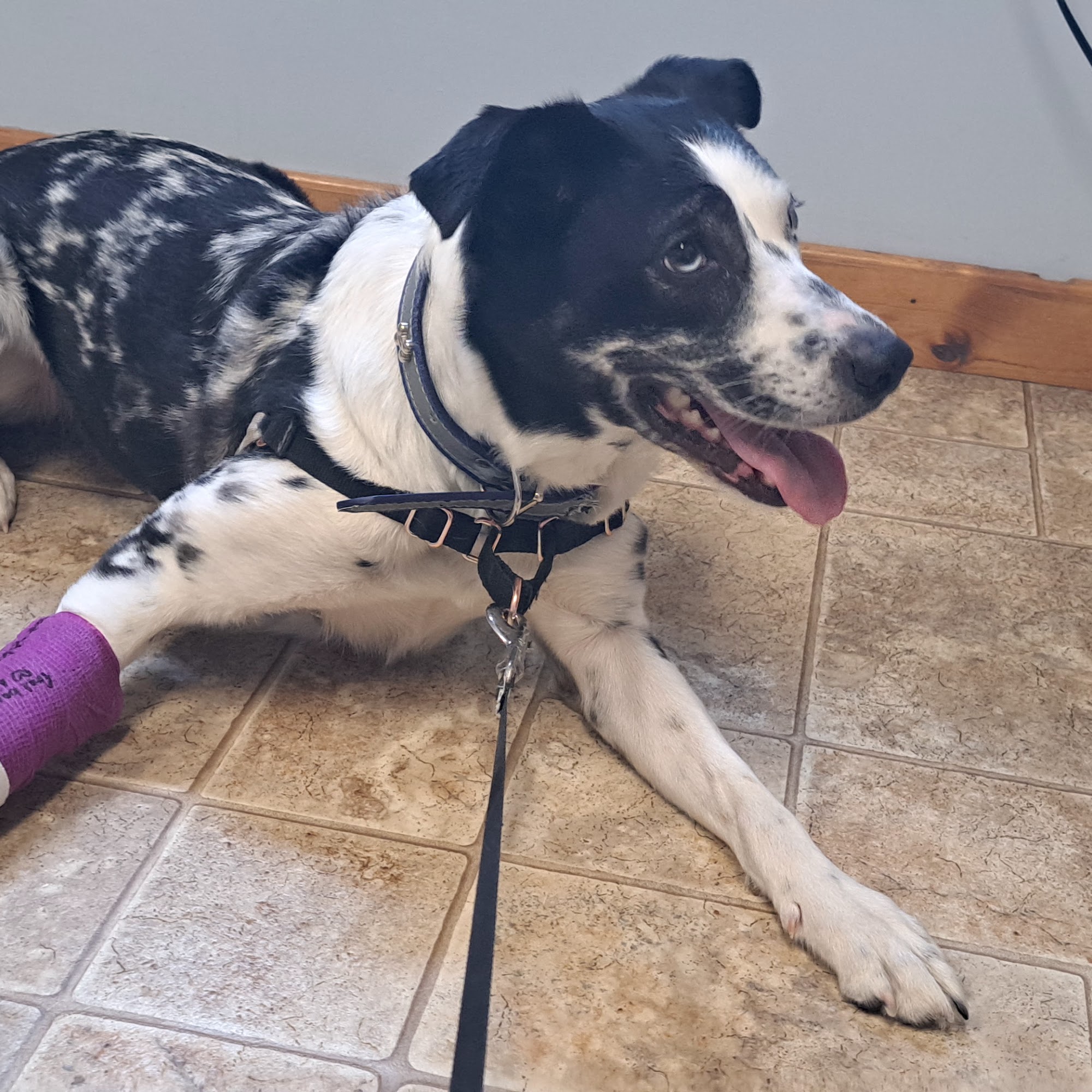 Companion Animal Veterinary Service Shelby