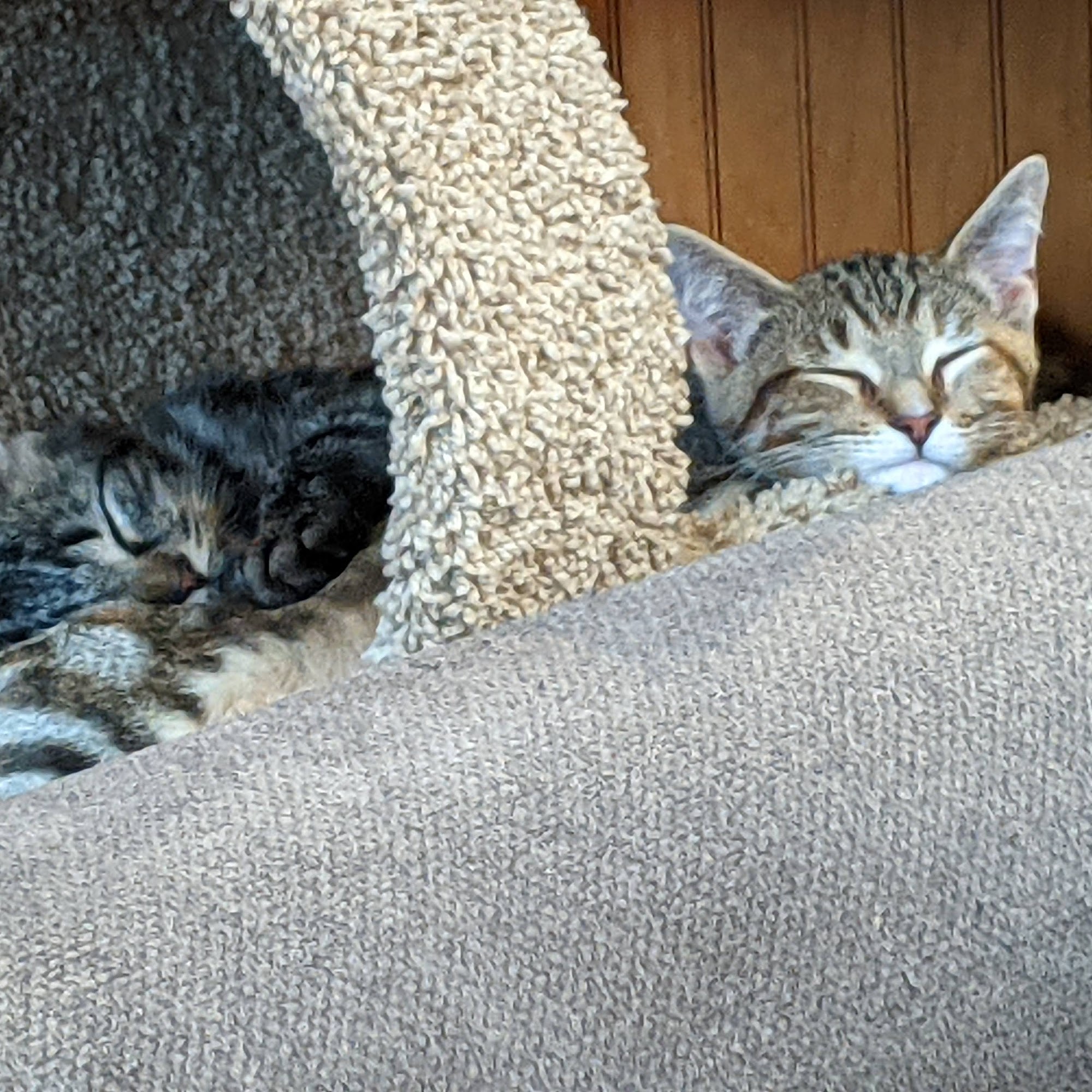 Humane Society of Macomb Shelby