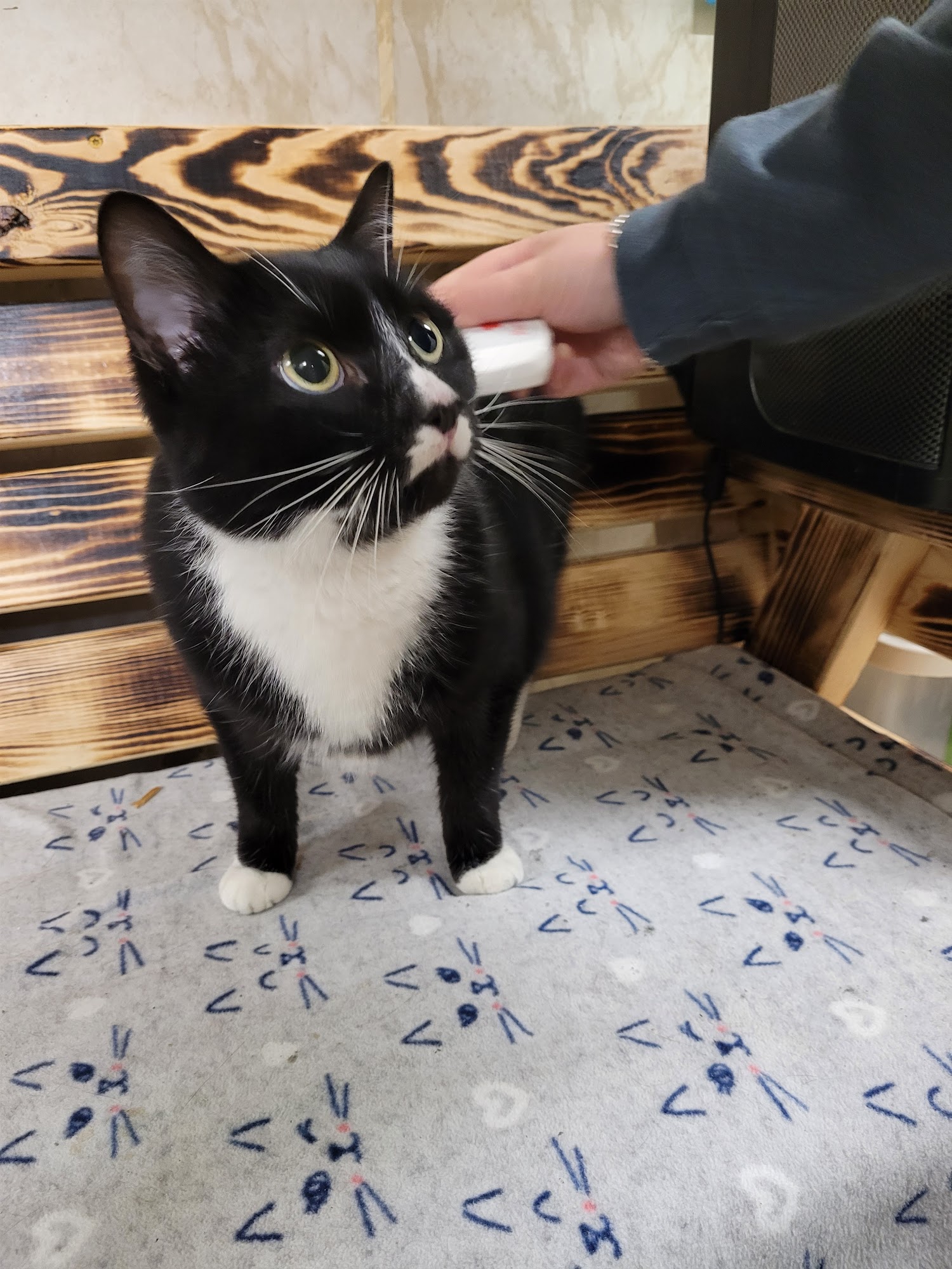 Humane Society of Macomb Shelby