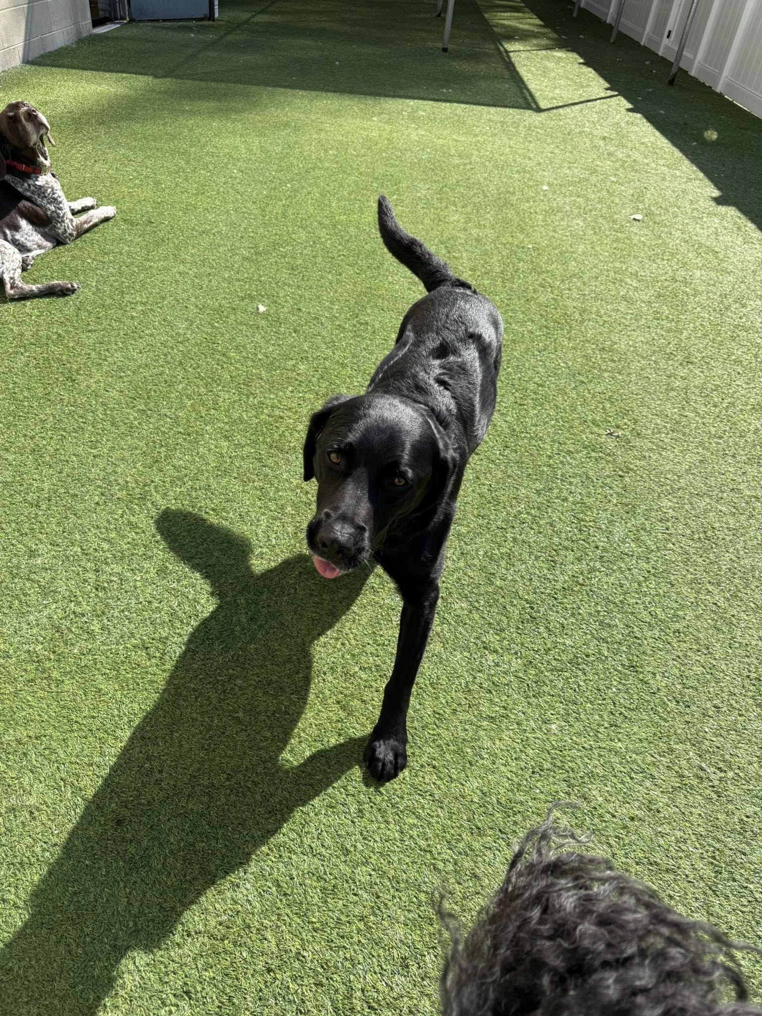 All American Pet Resorts Shelby Township Shelby