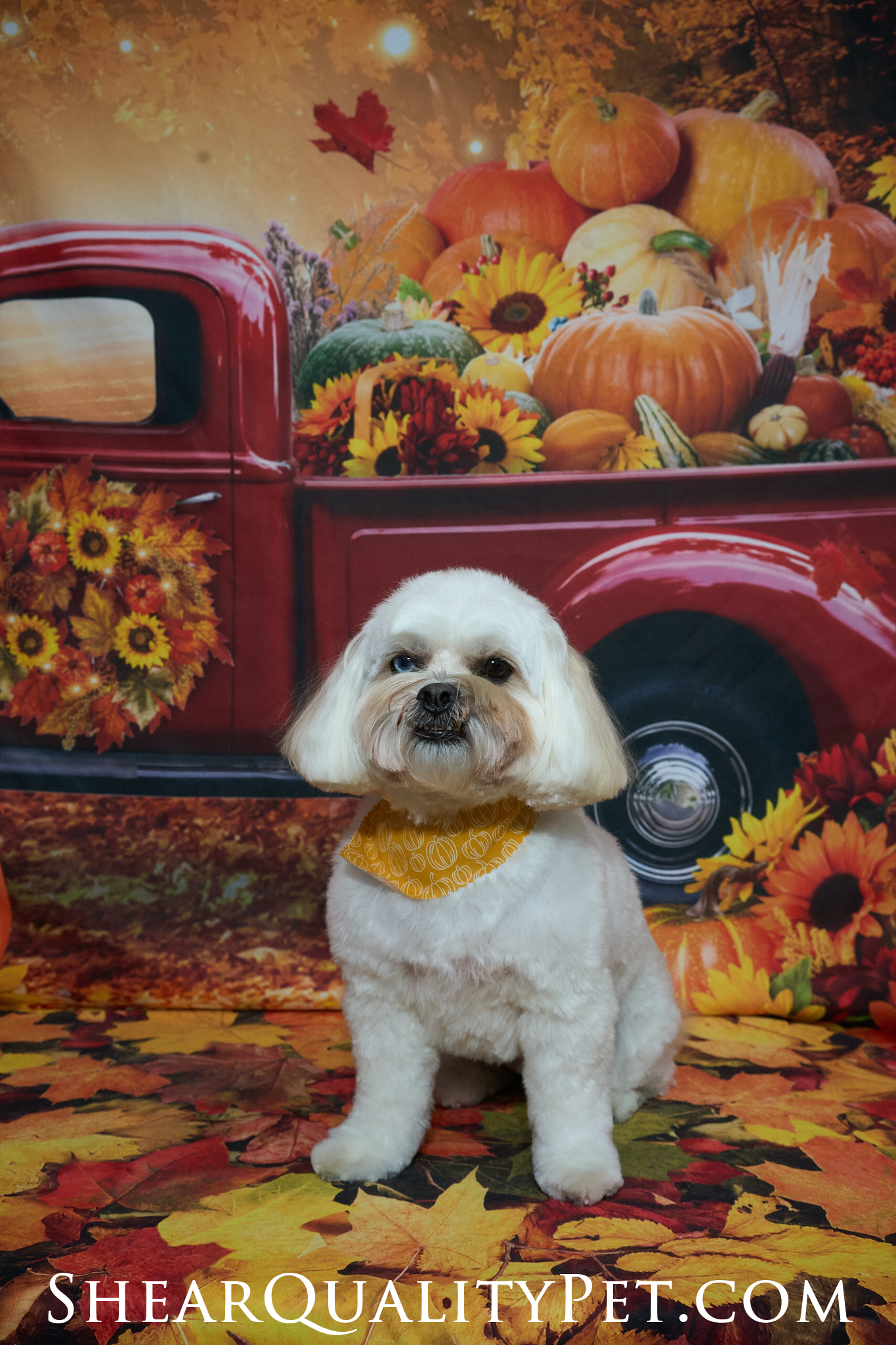 Shear Quality Pet Grooming Shelby