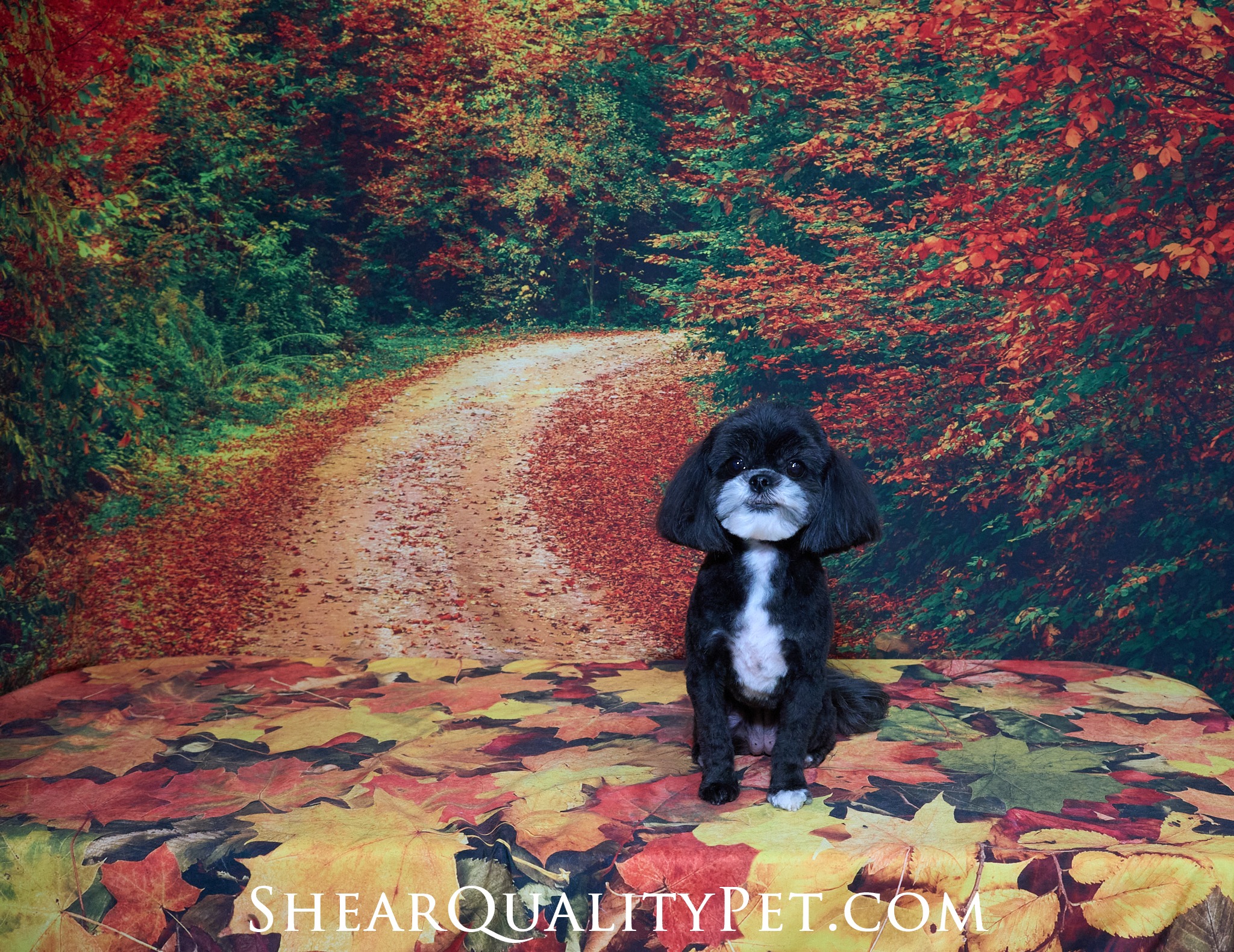 Shear Quality Pet Grooming Shelby