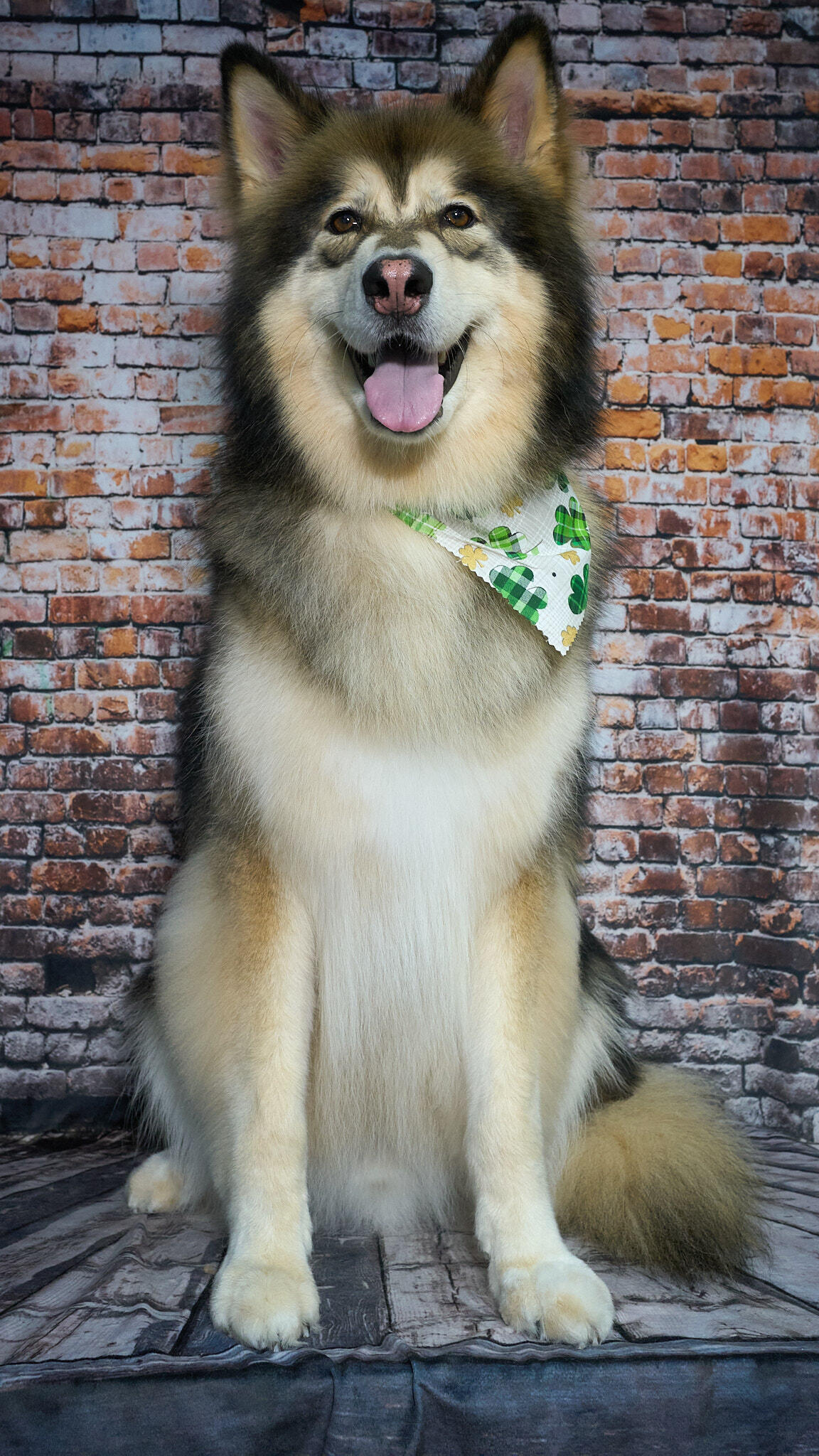 Shear Quality Pet Grooming Shelby