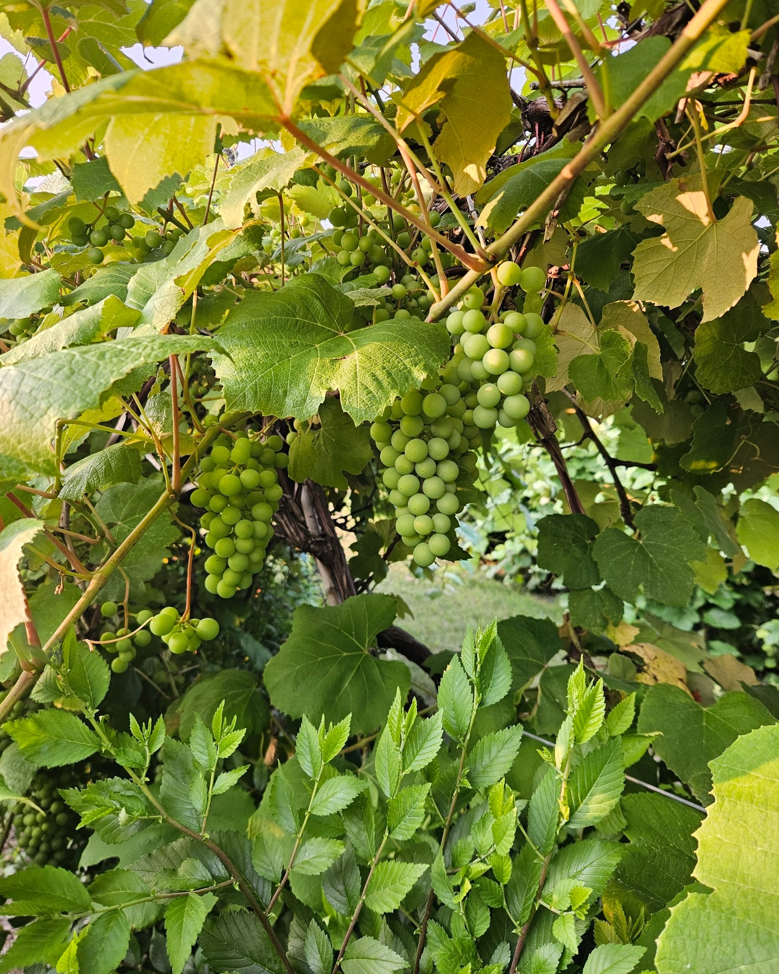 The Fox Barn Market & Winery Shelby