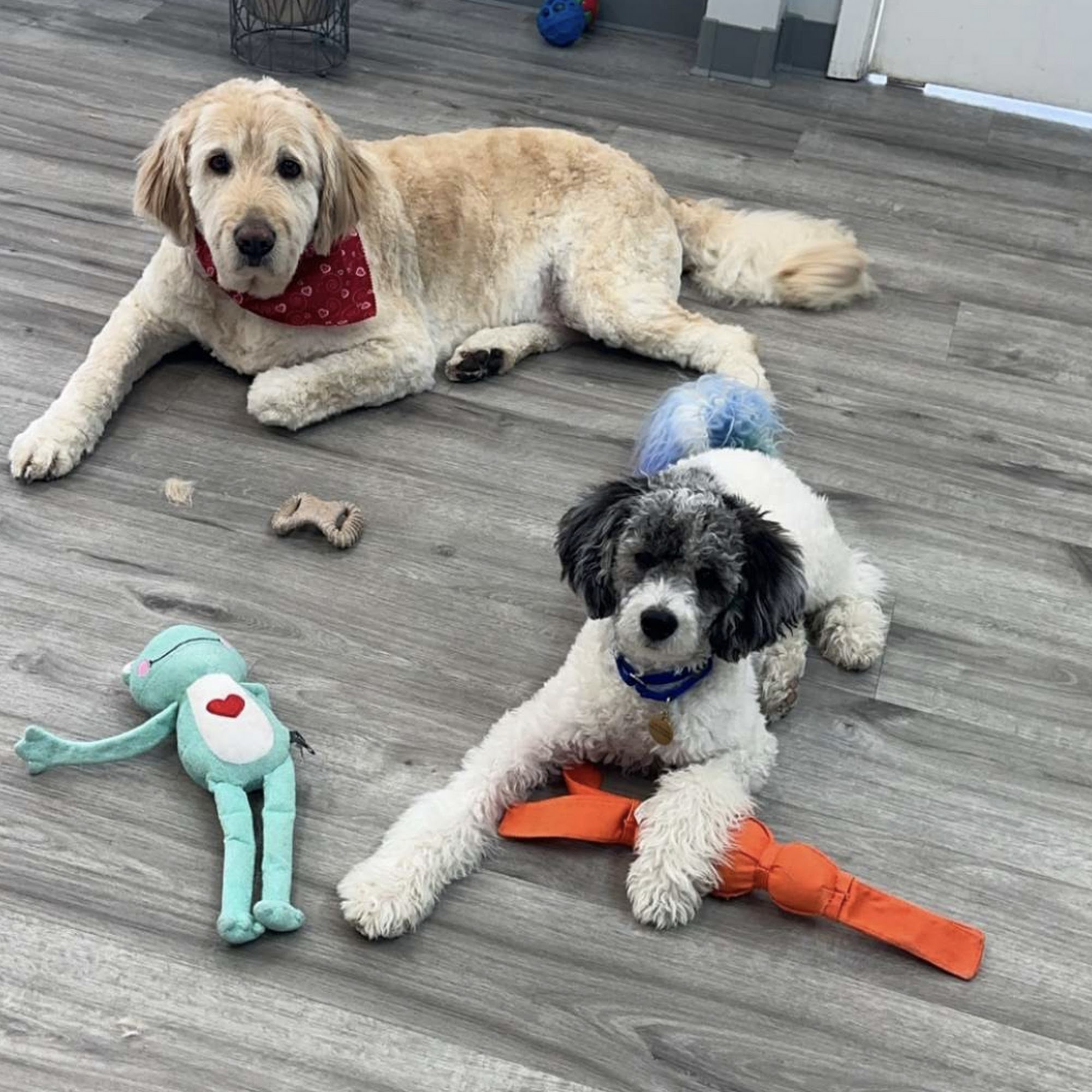 Benny’s Puppy Parlor Shelby