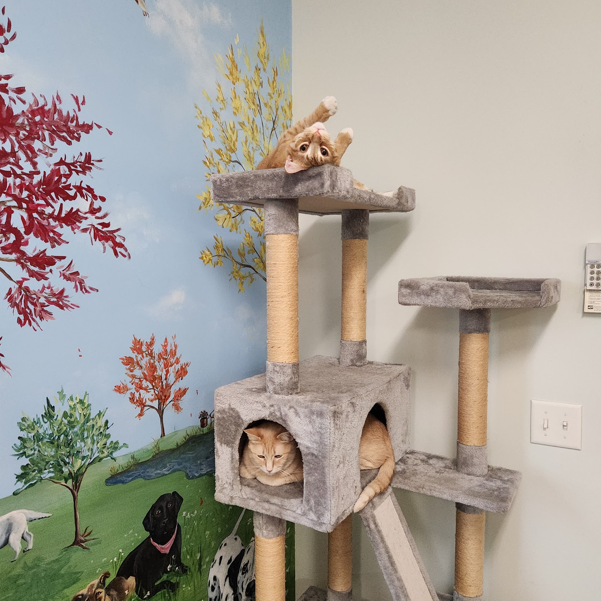 Phoenix Road Animal Hospital South Haven