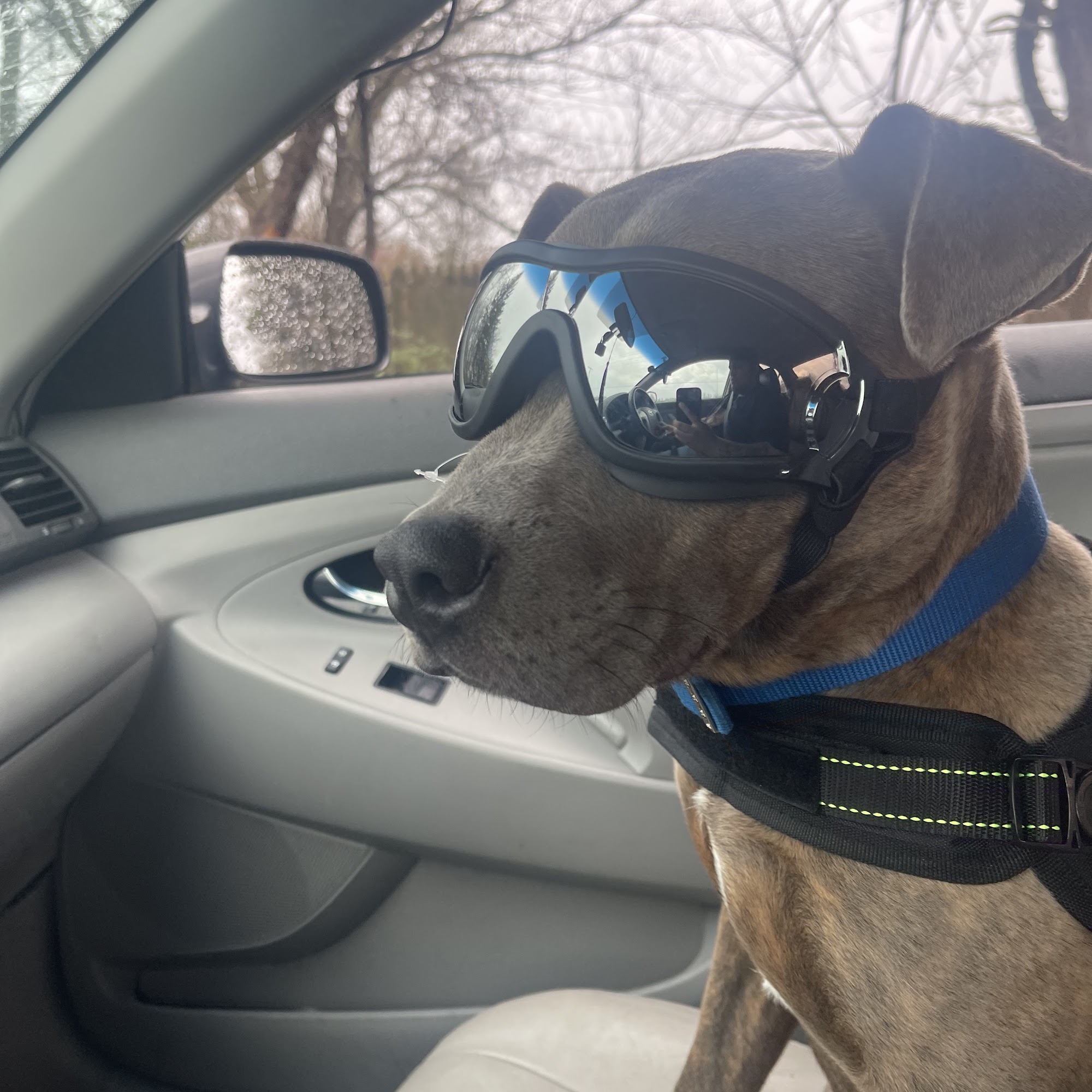 Al-Van Humane Society Adoption & Community Education Center South Haven