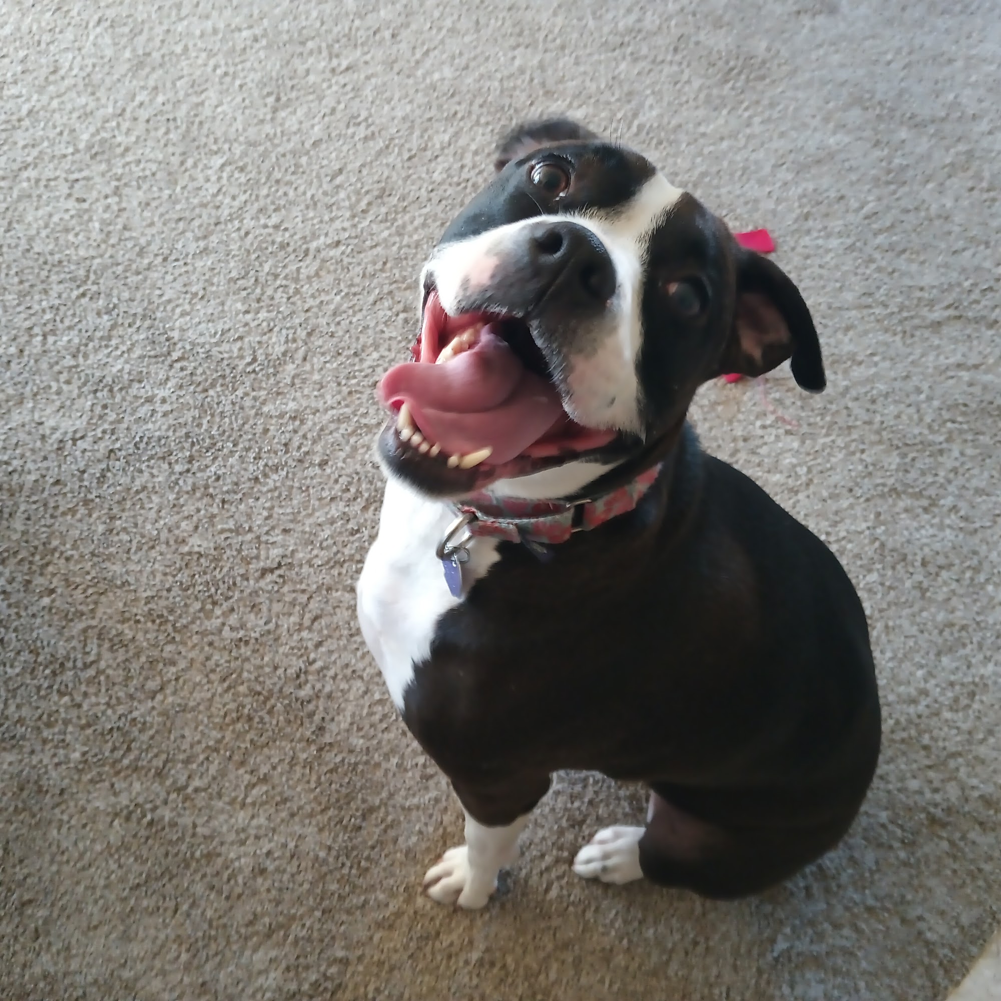 Lyon Veterinary Clinic South Lyon