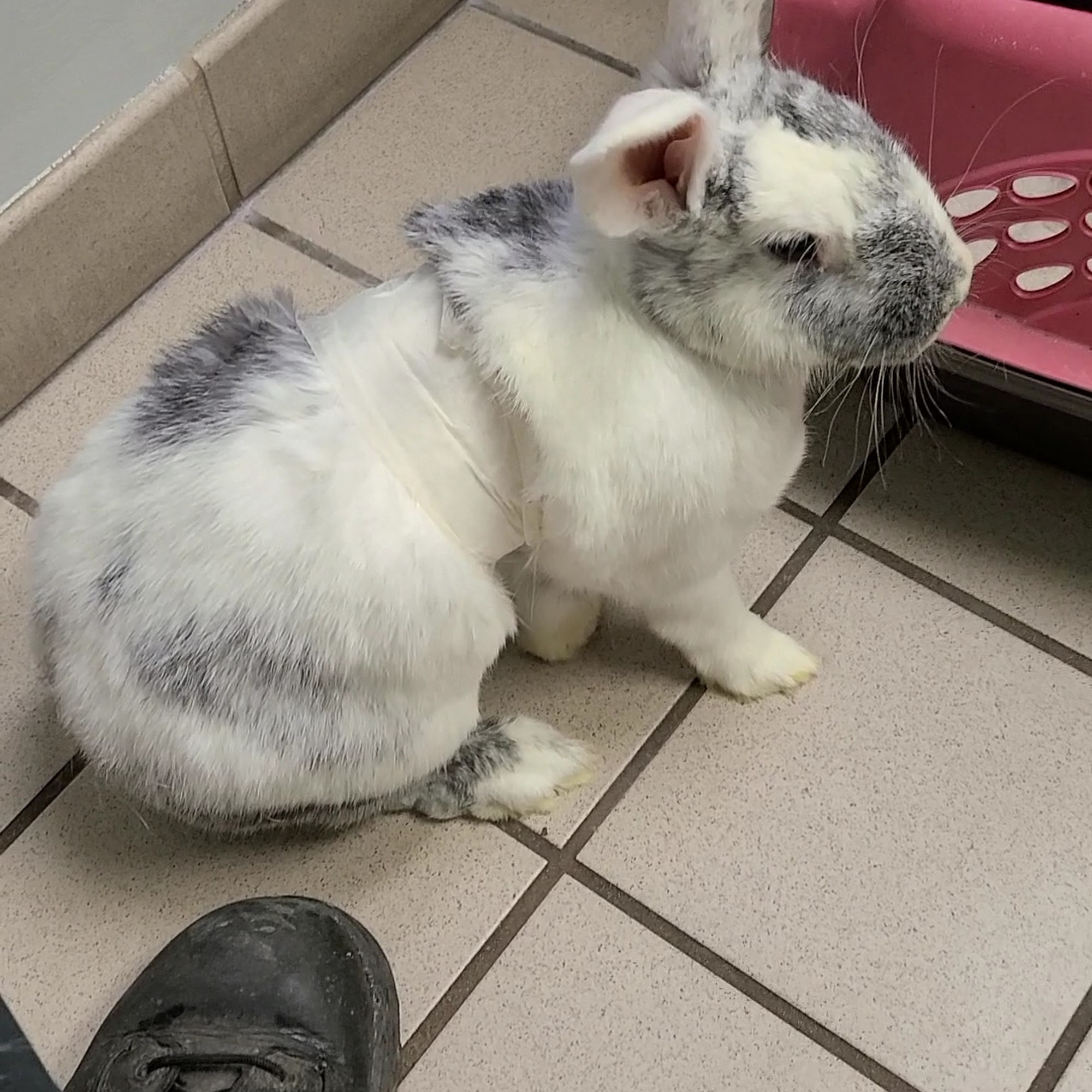 South Lyon Animal Clinic South Lyon