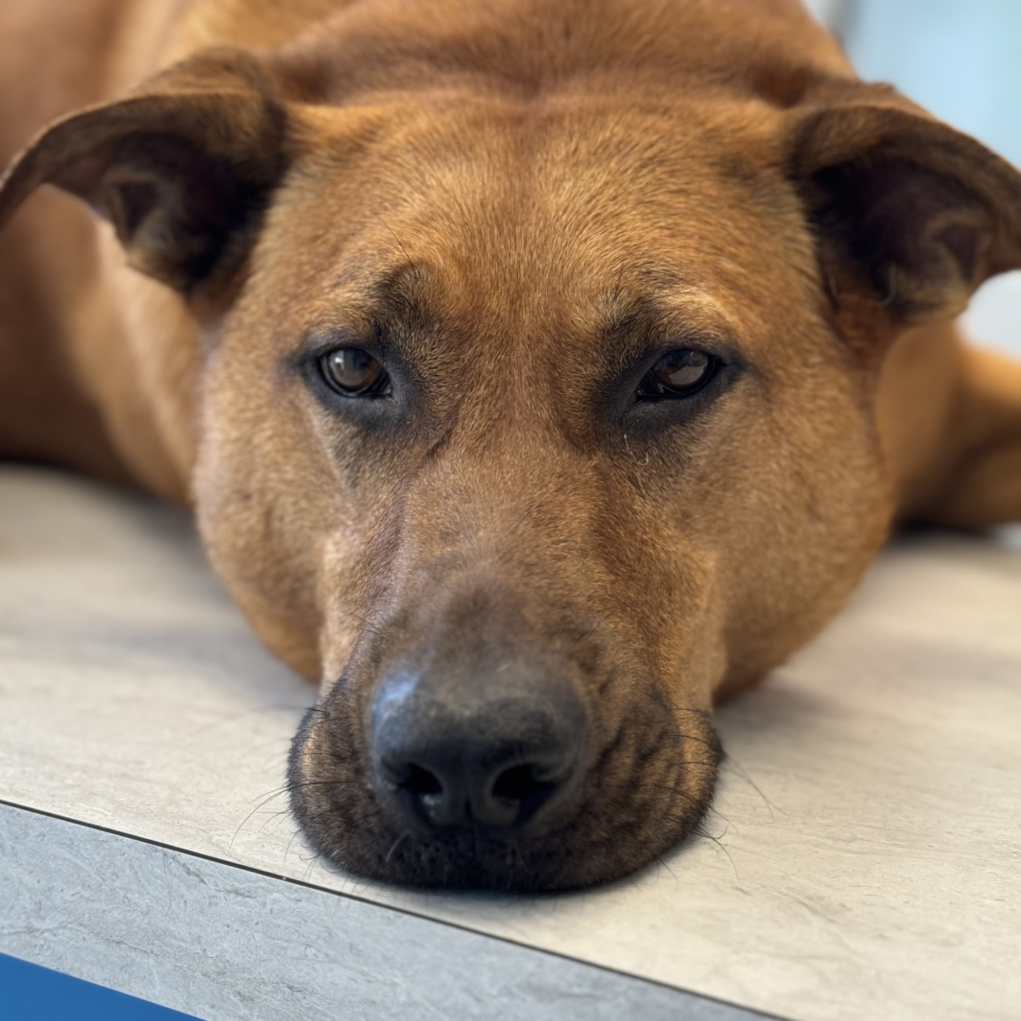 Great Oaks Veterinary Clinic South Lyon