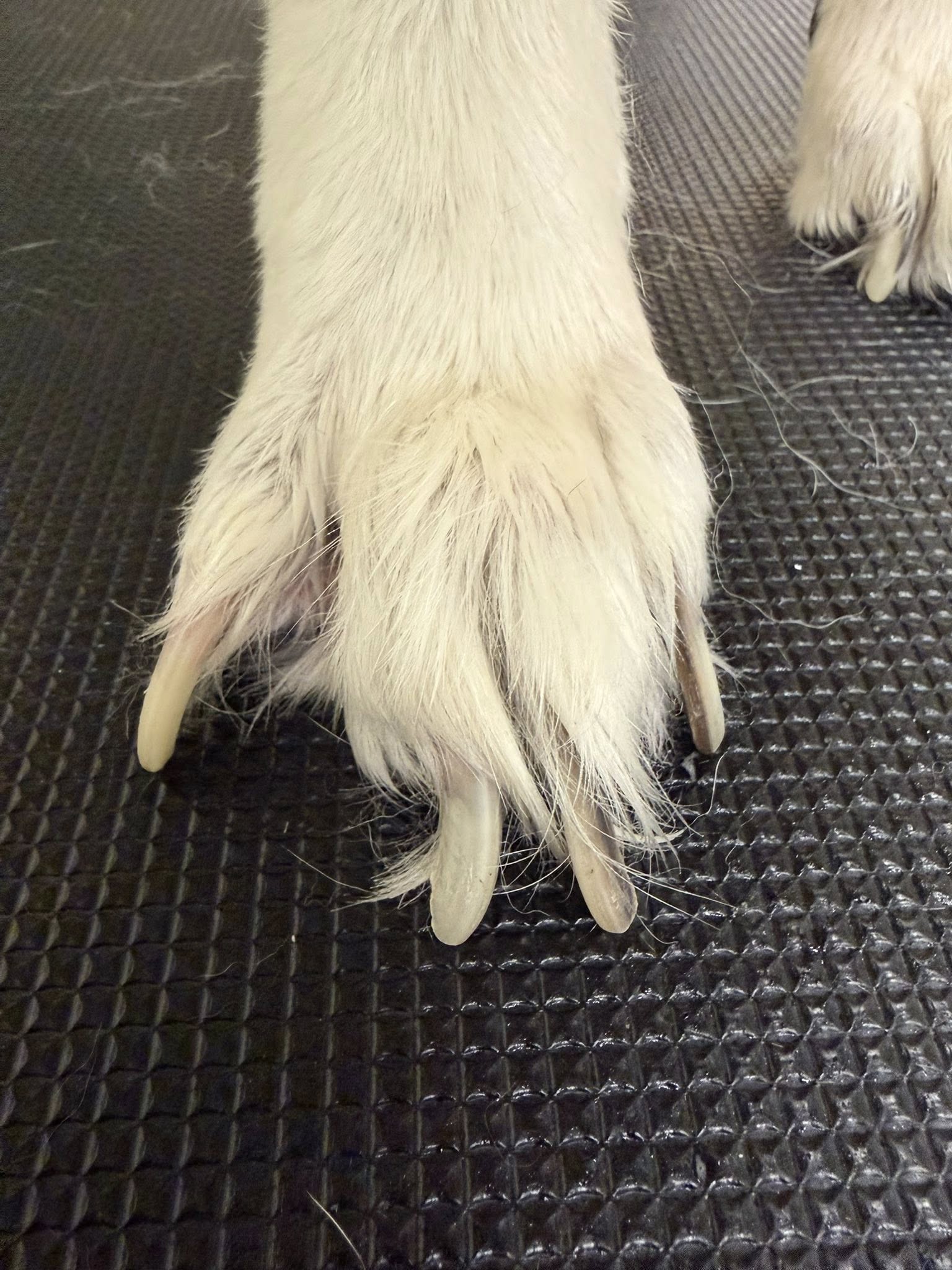 EarthWise Pet Supply & Grooming South Lyon South Lyon