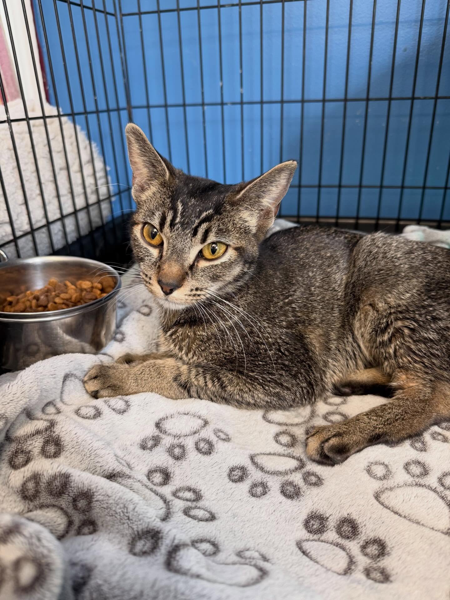 Animal House Kennel South Lyon