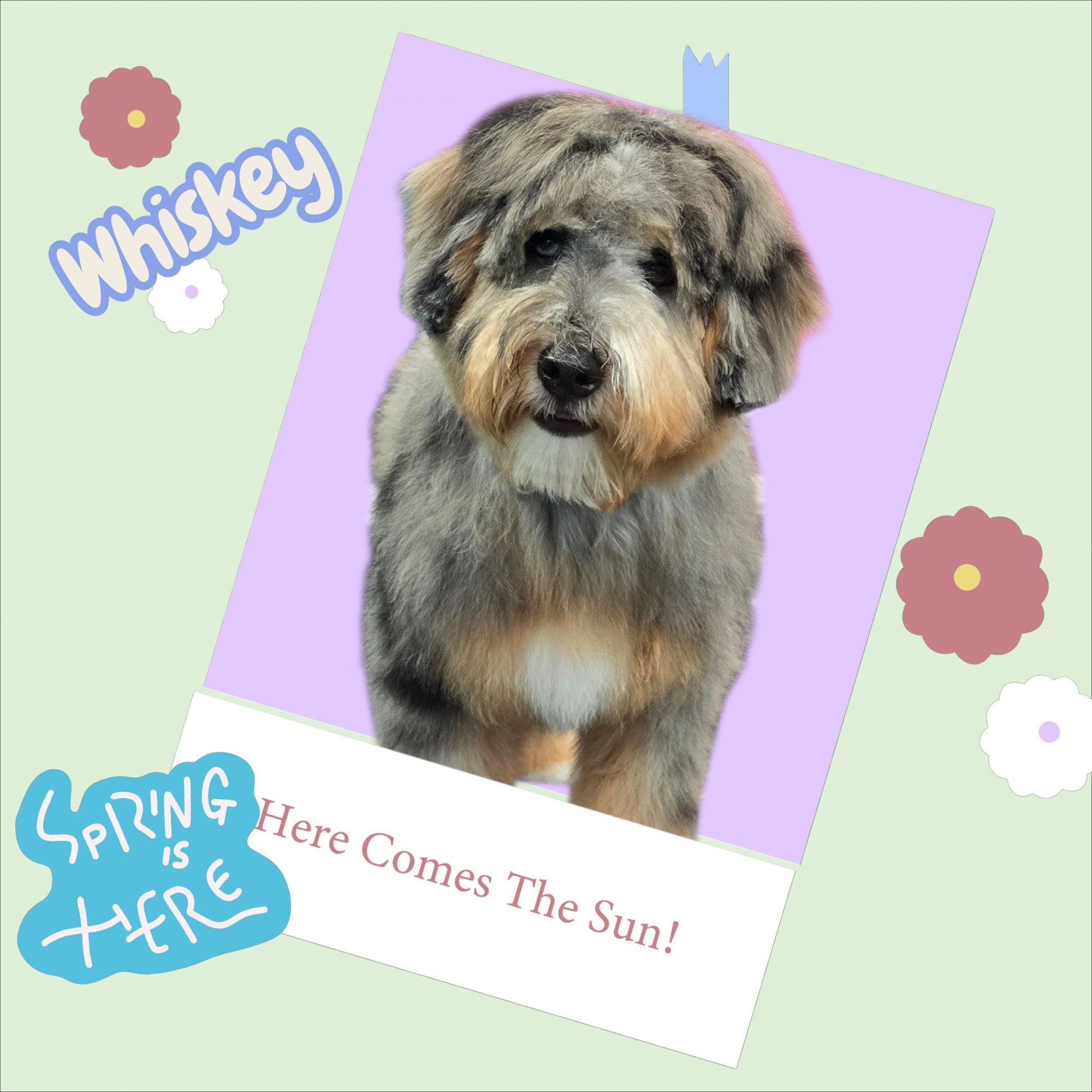 Sugar Mutts Grooming South Lyon