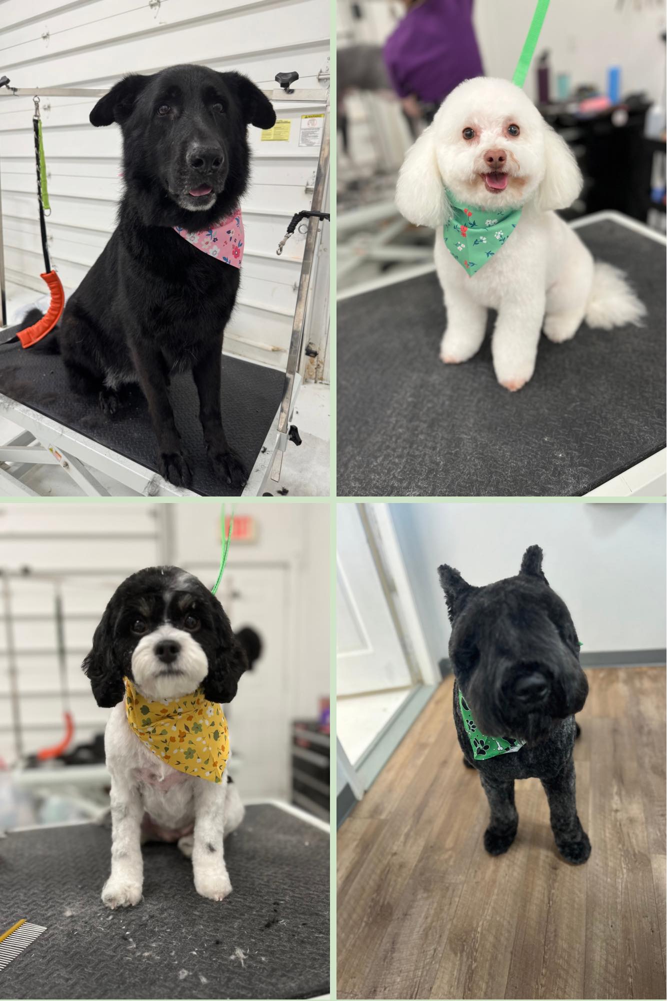 The Grooming Garage South Lyon
