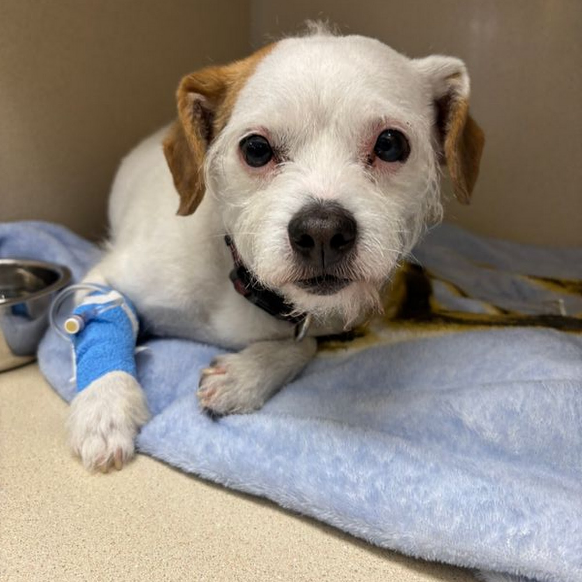 BluePearl Pet Hospital Southfield