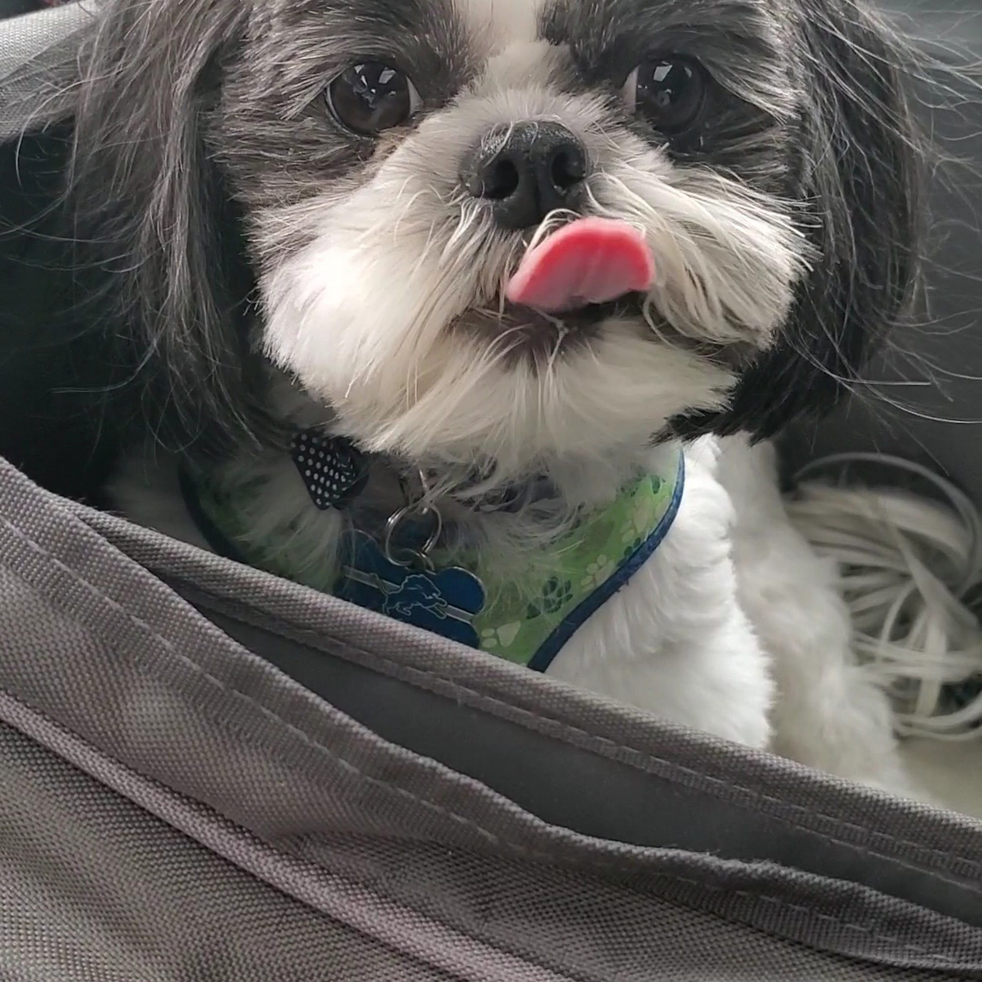 Southfield Veterinary Hospital Southfield