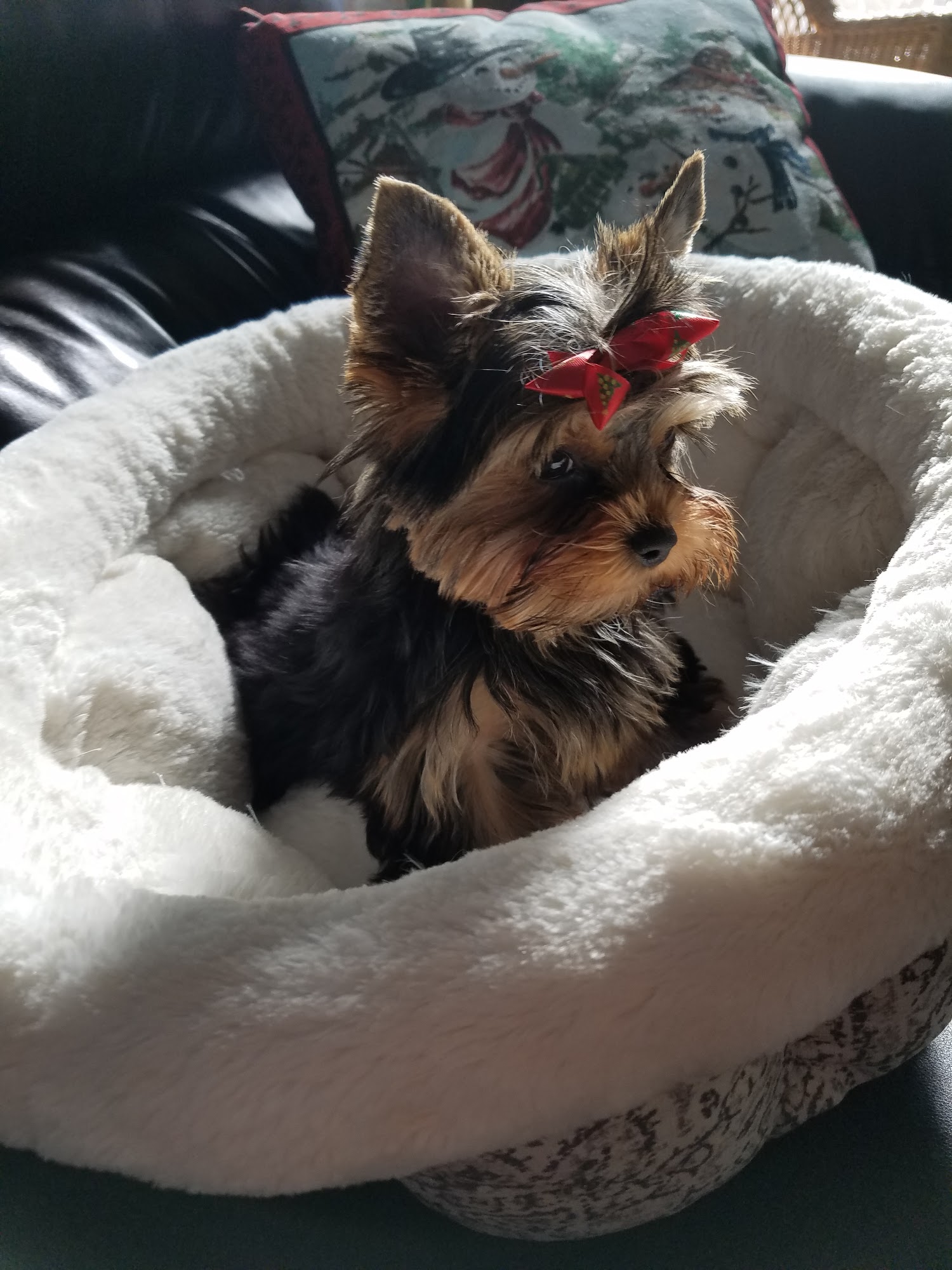 Doggie Styles Pet Salon Southfield