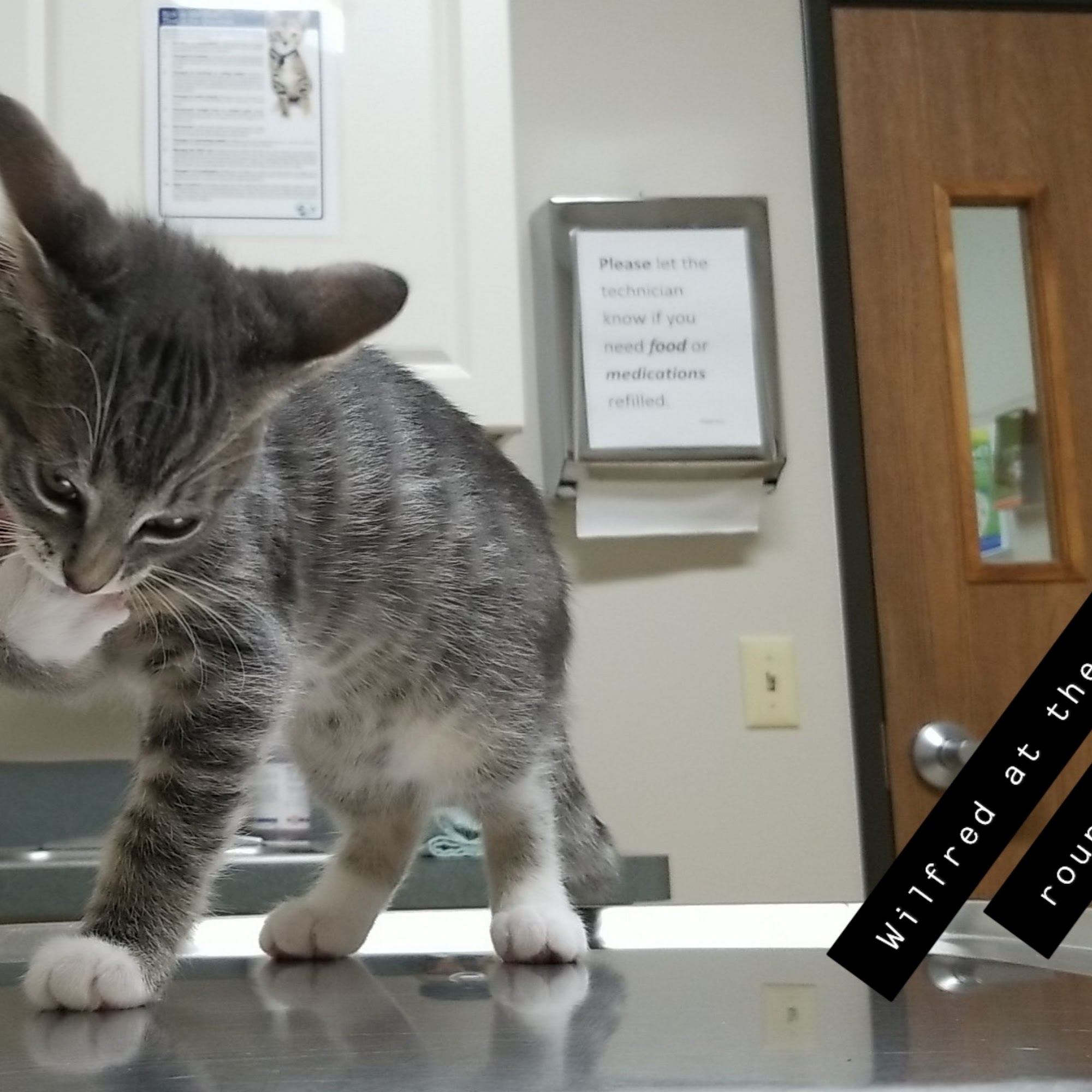 Southgate Animal Hospital Southgate