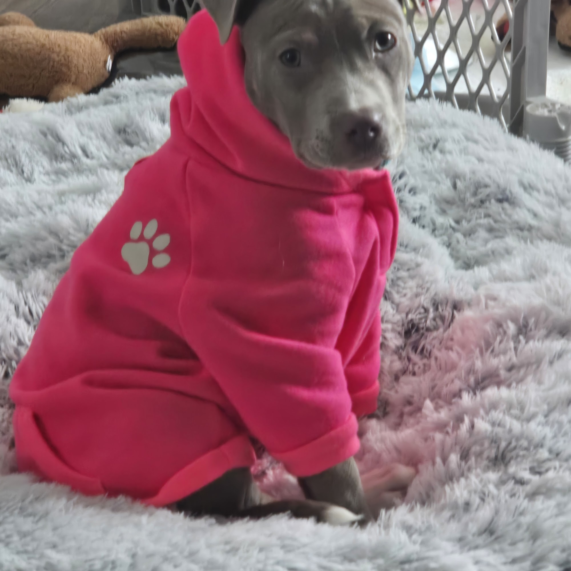 Clarke Animal Hospital Spring Lake