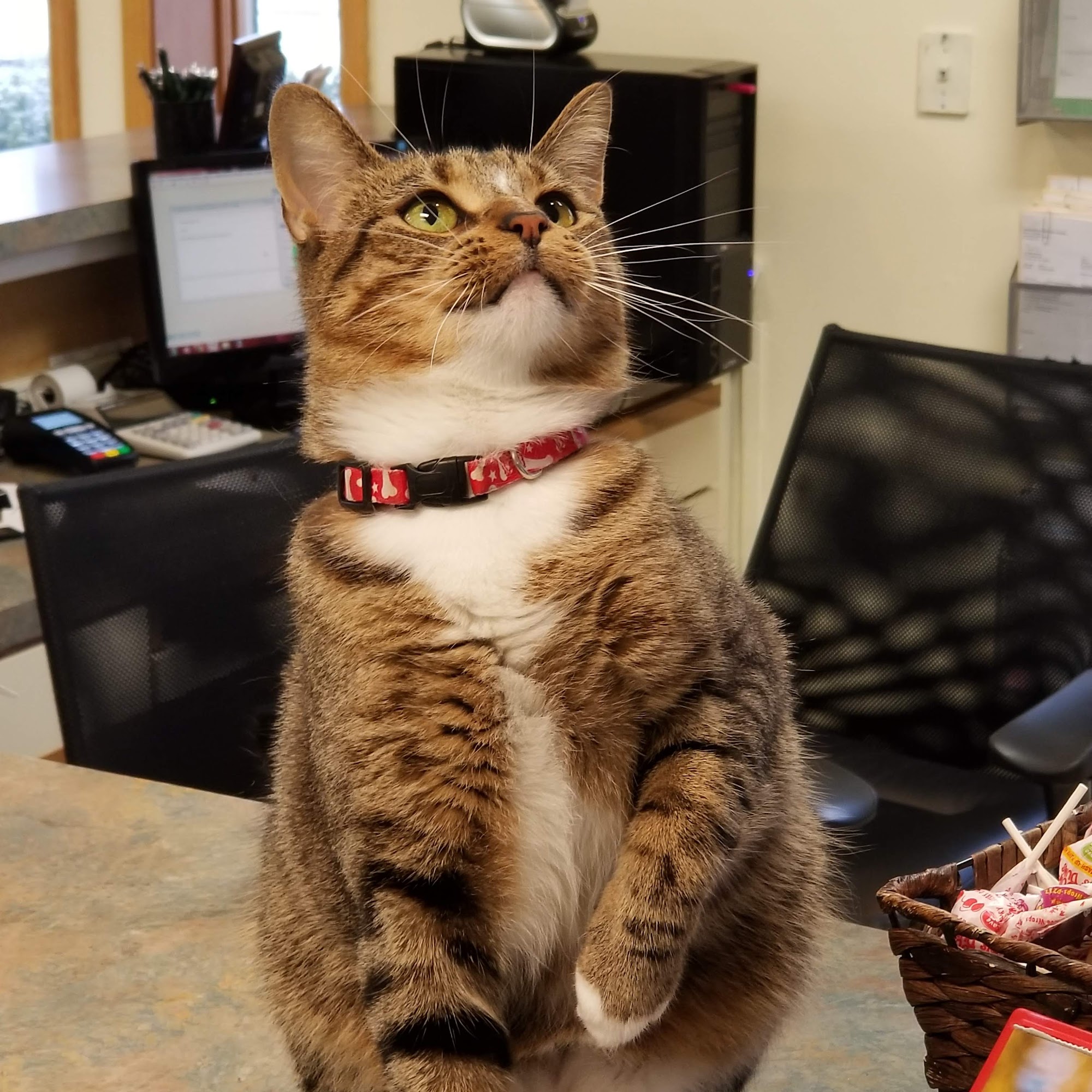 Harborfront Hospital for Animals and Veterinary Dental Solutions Spring Lake