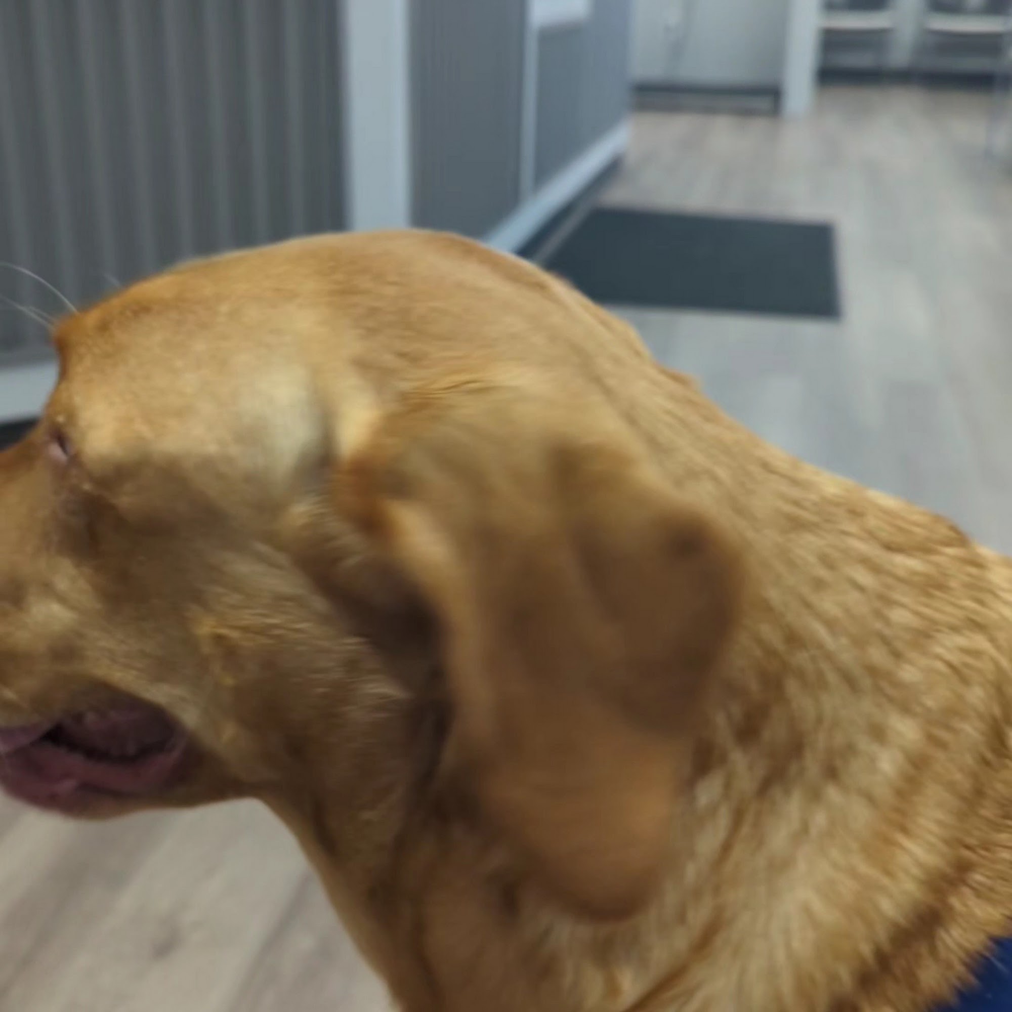 Harborfront Hospital-Animals: Griffin Amanda DVM