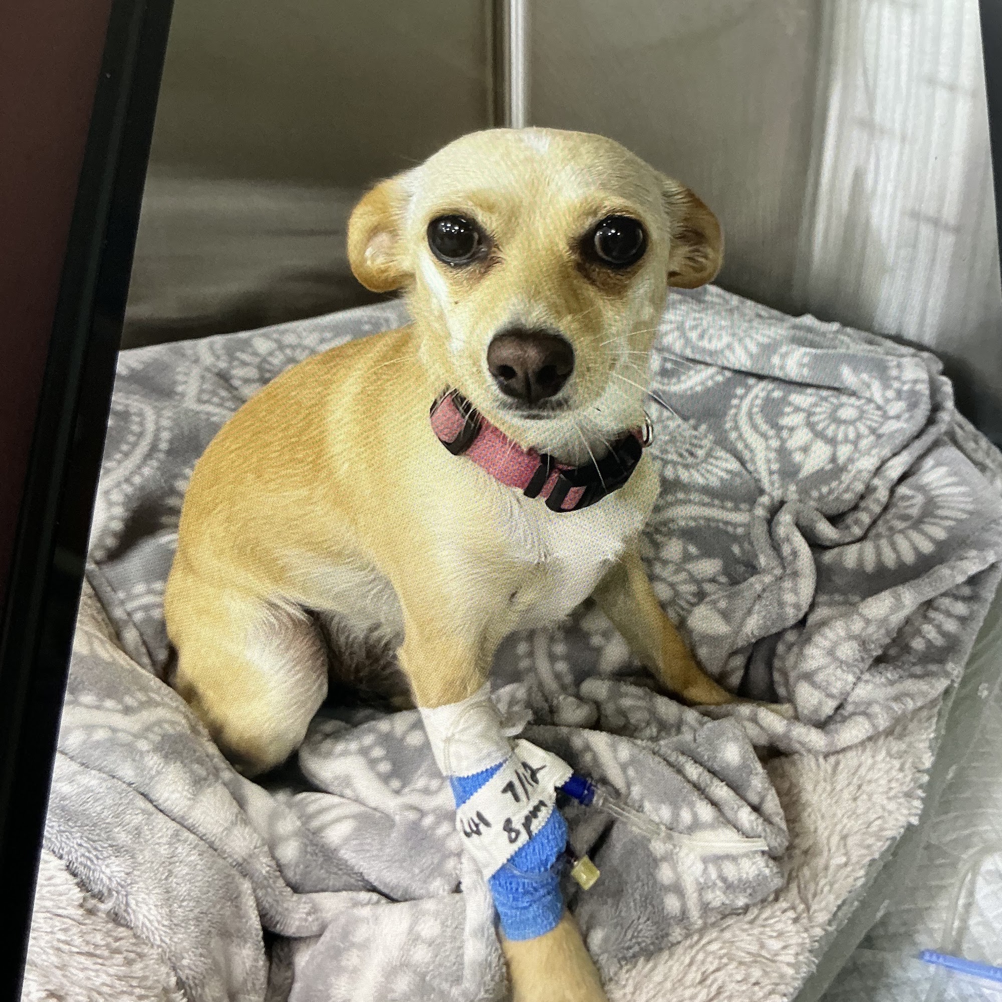 Harborfront Hospital-Animals: Griffin Amanda DVM Spring Lake