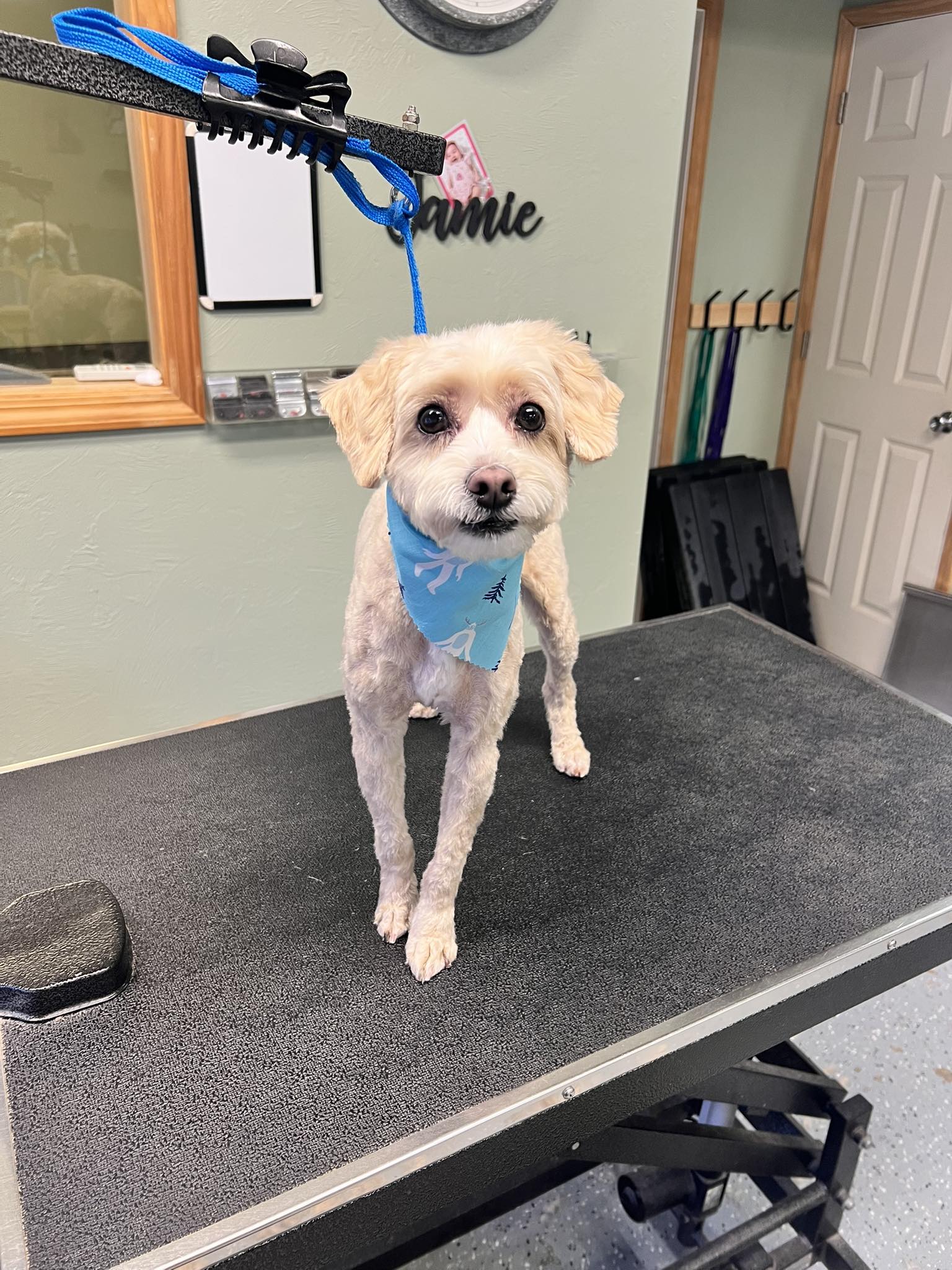 Fur Crazy Pet Salon Spring Lake